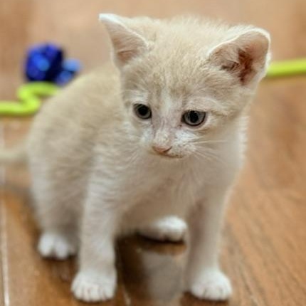 Finn, Adoptable, Kitten Male Domestic Short Hair.