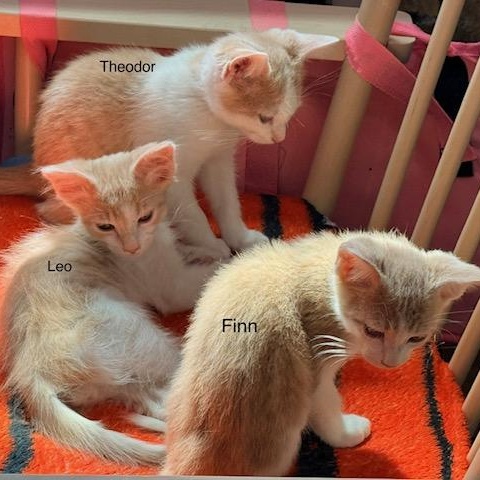 Enlarge Finn, a Adoptable Domestic Short Hair in Beaufort, SC image 5/5