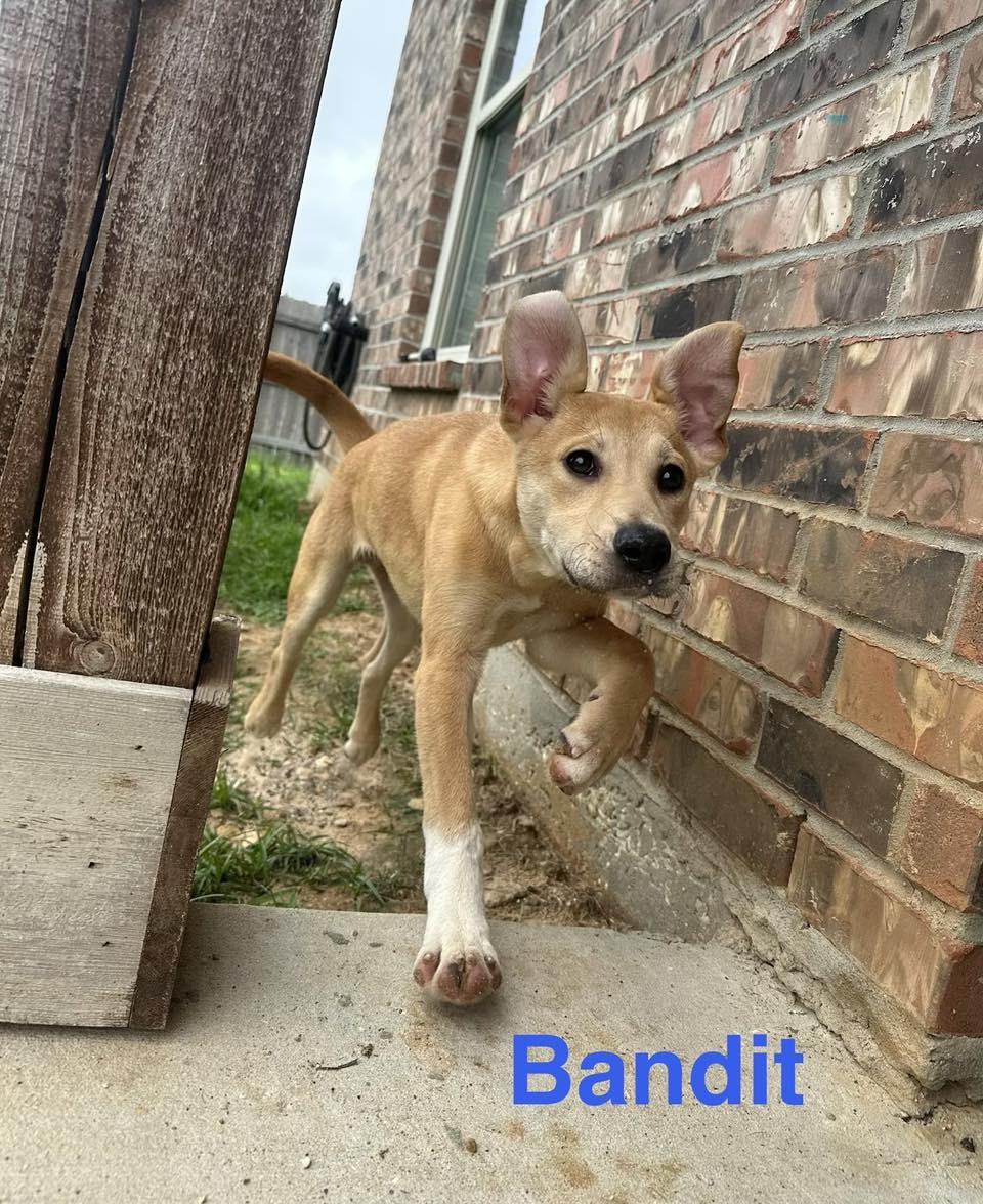 Enlarge BANDIT, an adopted mixed breed in Madisonville, LA image 3/6