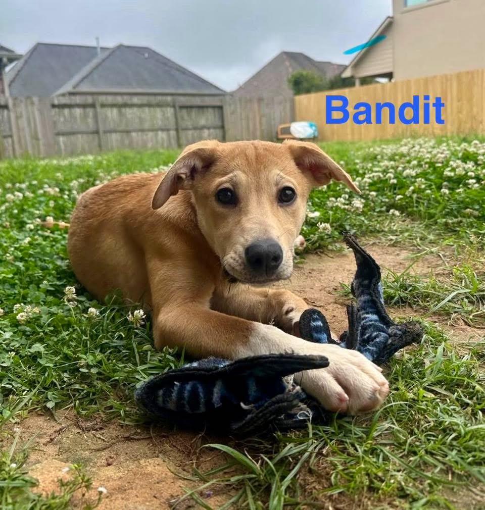 Enlarge BANDIT, an adopted mixed breed in Madisonville, LA image 1/6