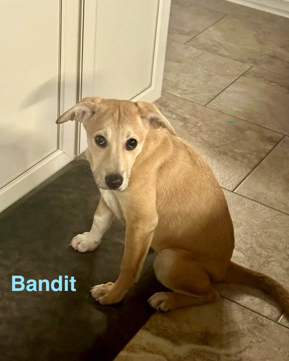 Enlarge BANDIT, an adopted mixed breed in Madisonville, LA image 6/6