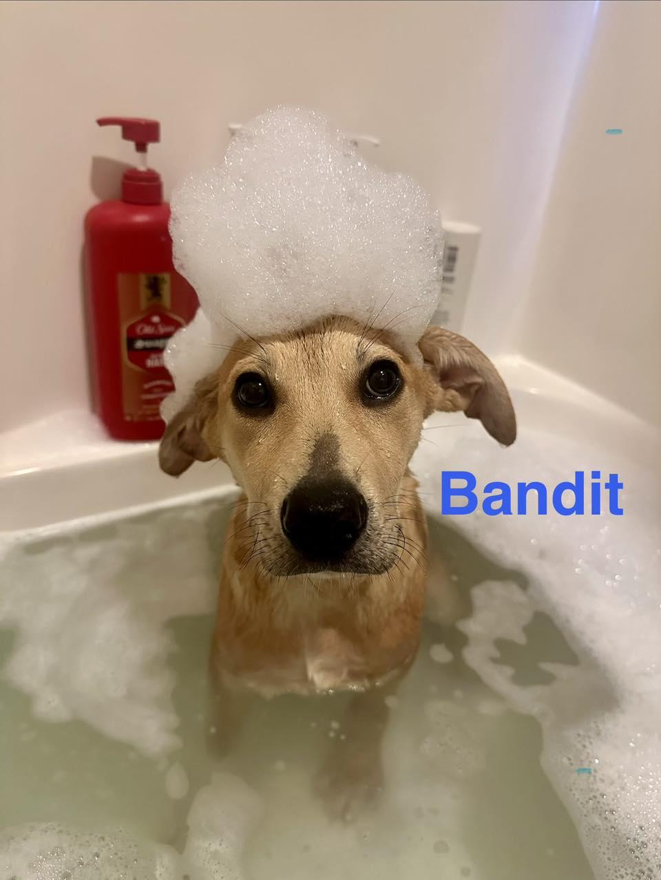 Enlarge BANDIT, an adopted mixed breed in Madisonville, LA image 5/6