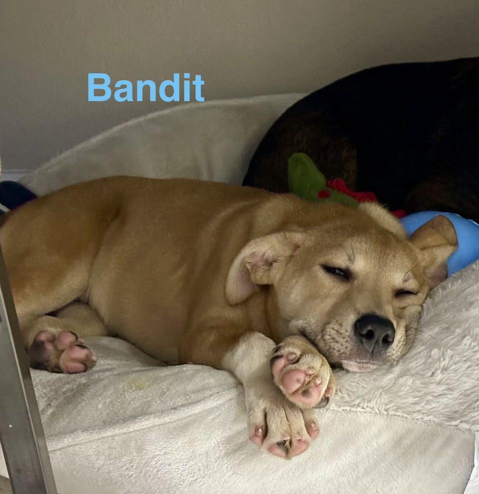 Enlarge BANDIT, an adopted mixed breed in Madisonville, LA image 4/6