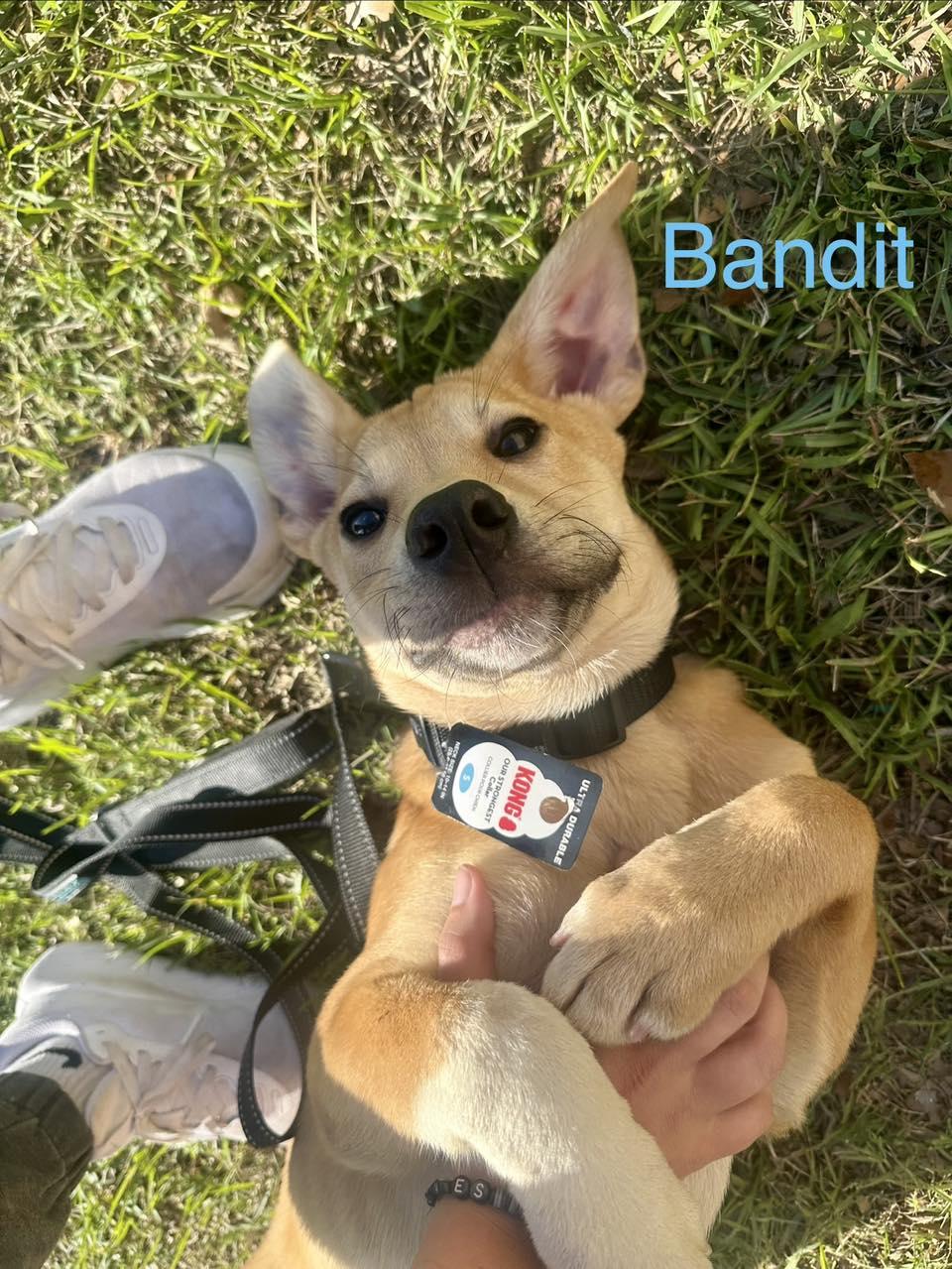 Enlarge BANDIT, an adopted mixed breed in Madisonville, LA image 2/6