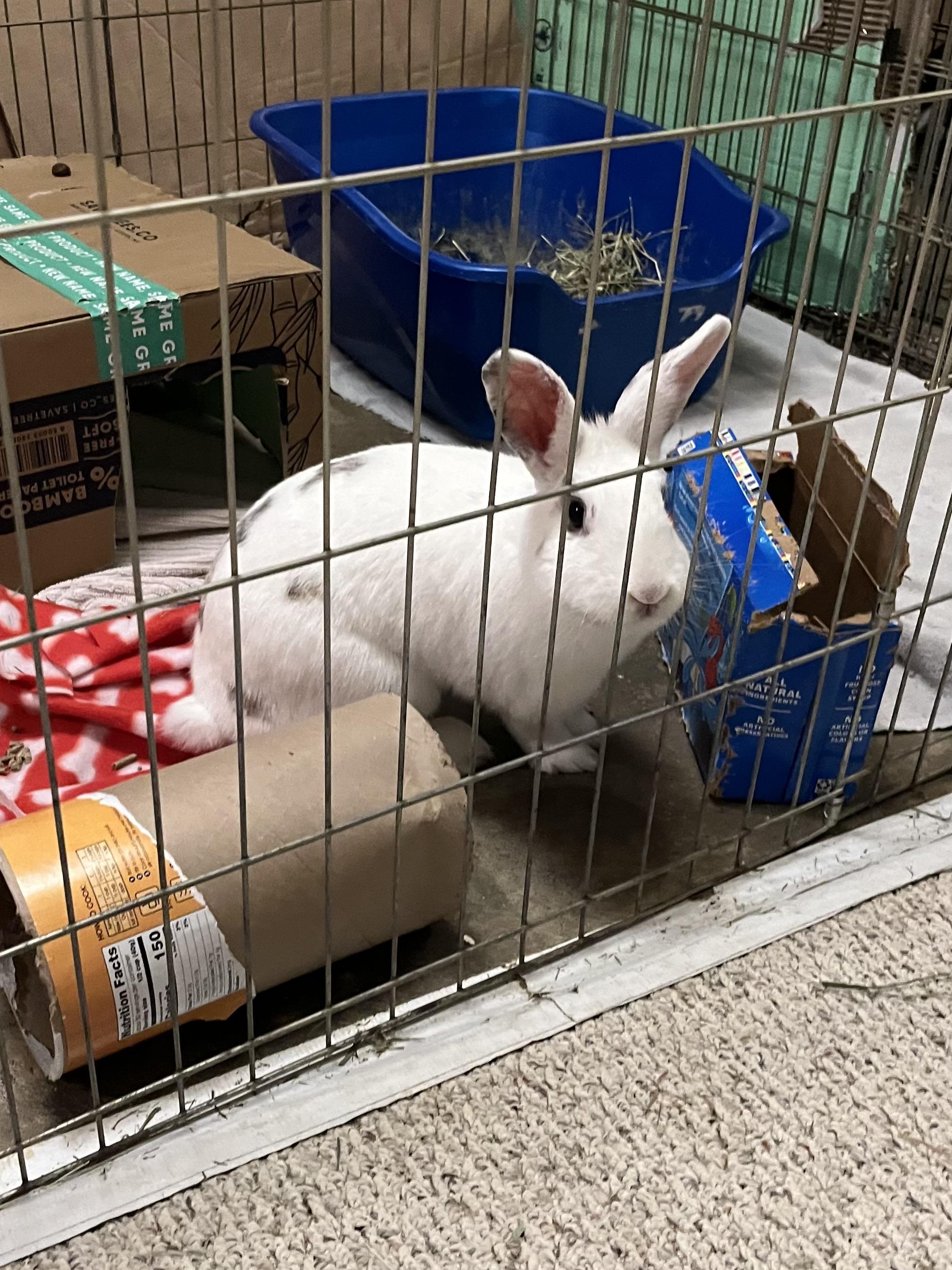 Enlarge Primrose (Prim) , a ADOPTABLE mixed breed in Omaha, NE image 2/2