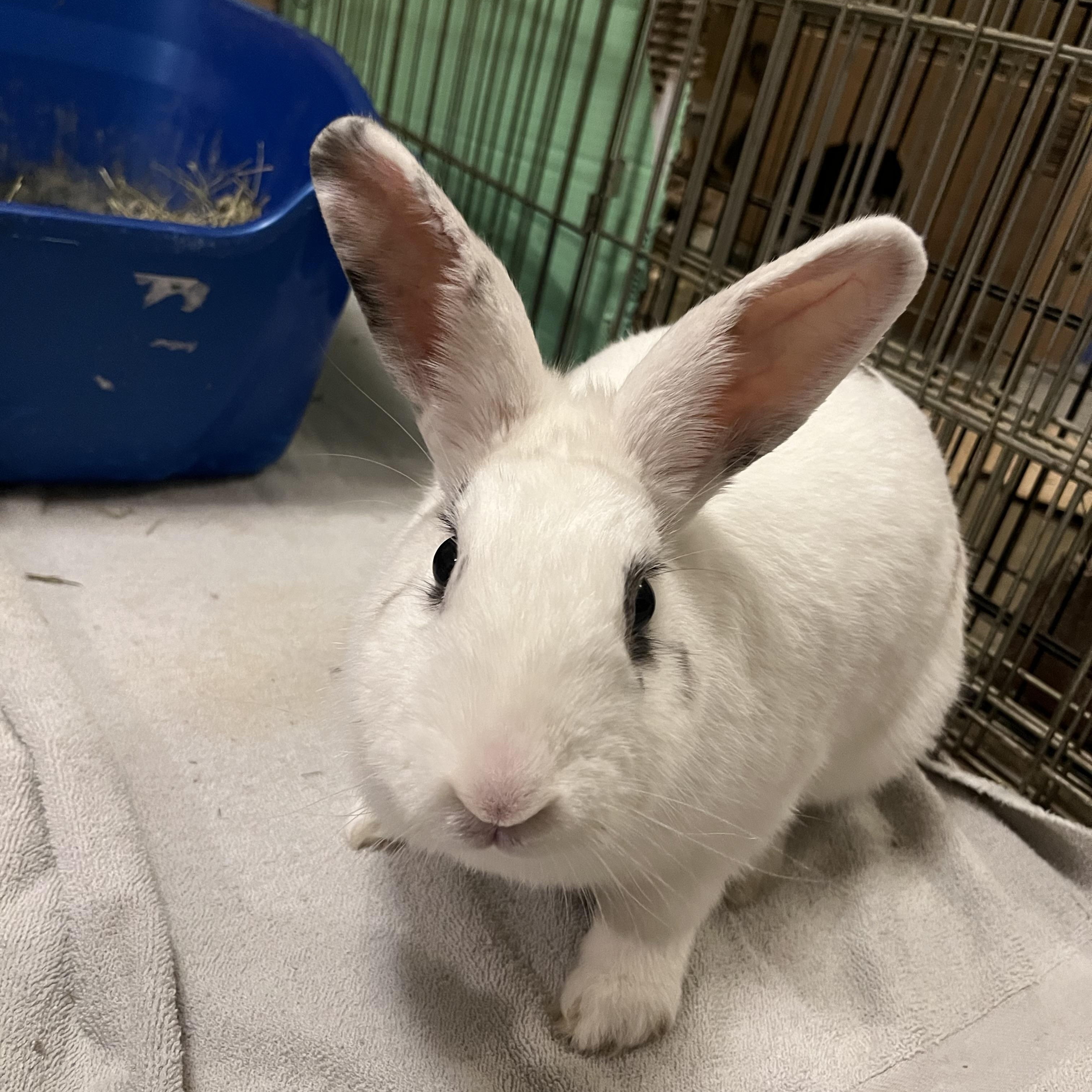 Primrose (Prim) , ADOPTABLE, Adult Female Bunny Rabbit.