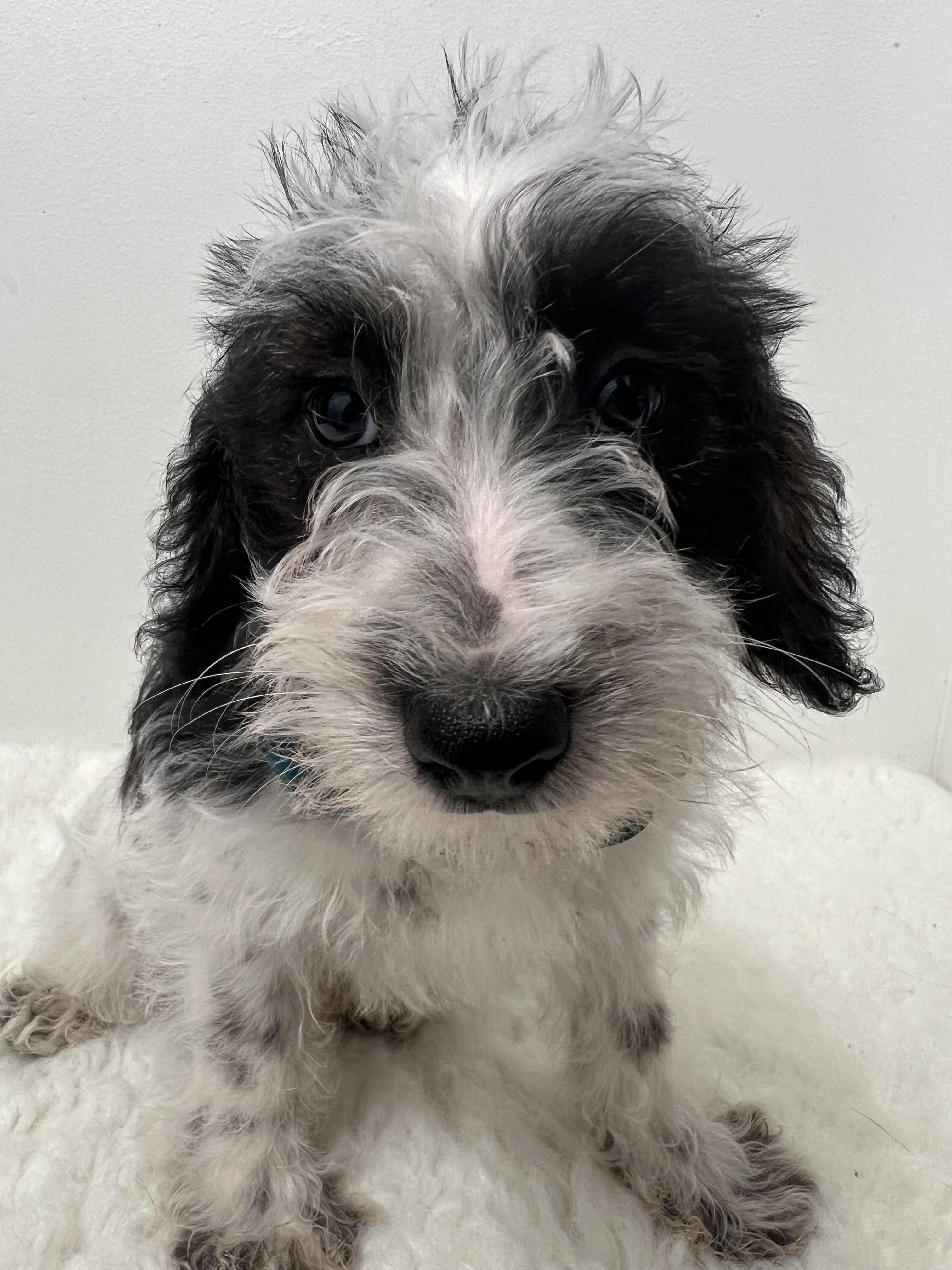 Spots, an adoptable Schnoodle in Wrightstown, NJ, 08562 | Photo Image 3