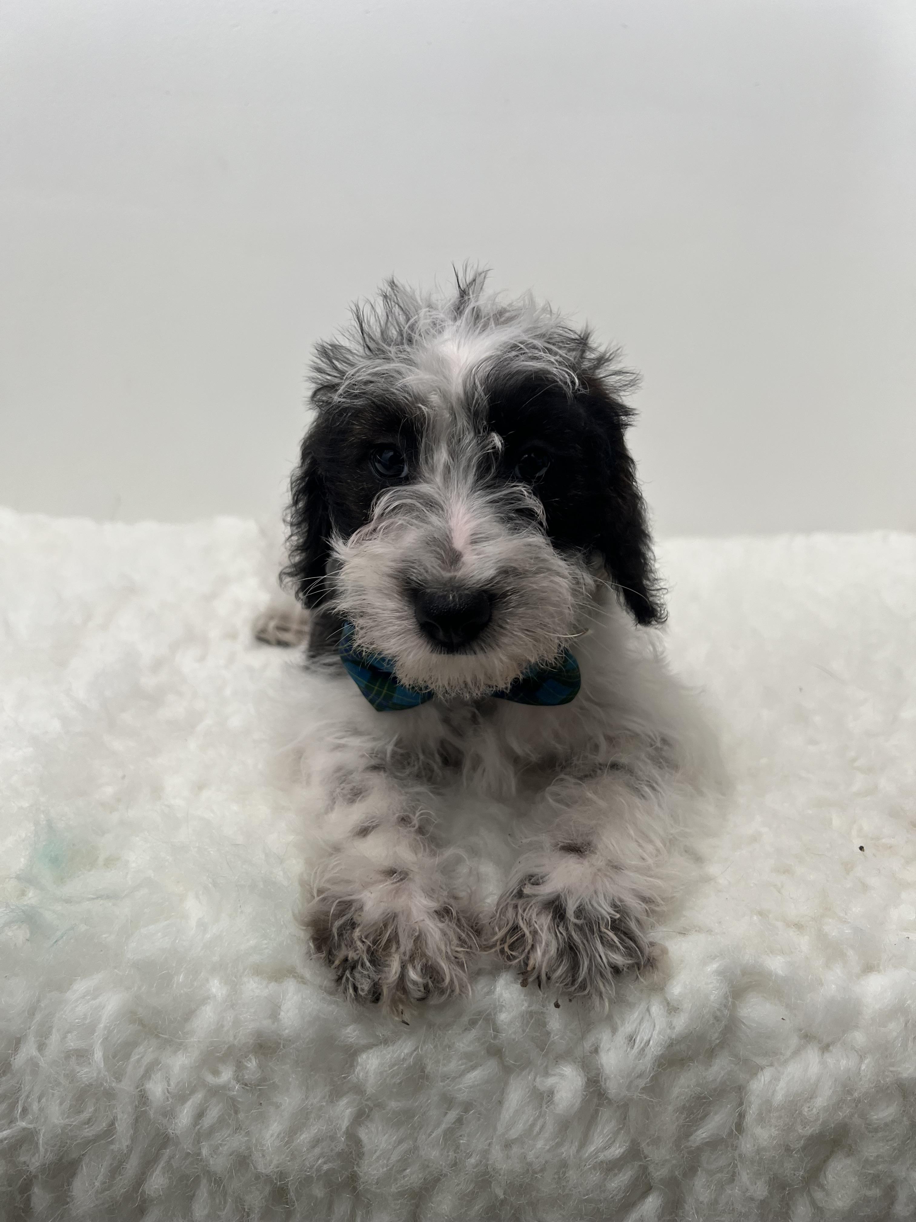 Spots, an adoptable Schnoodle in Wrightstown, NJ, 08562 | Photo Image 1