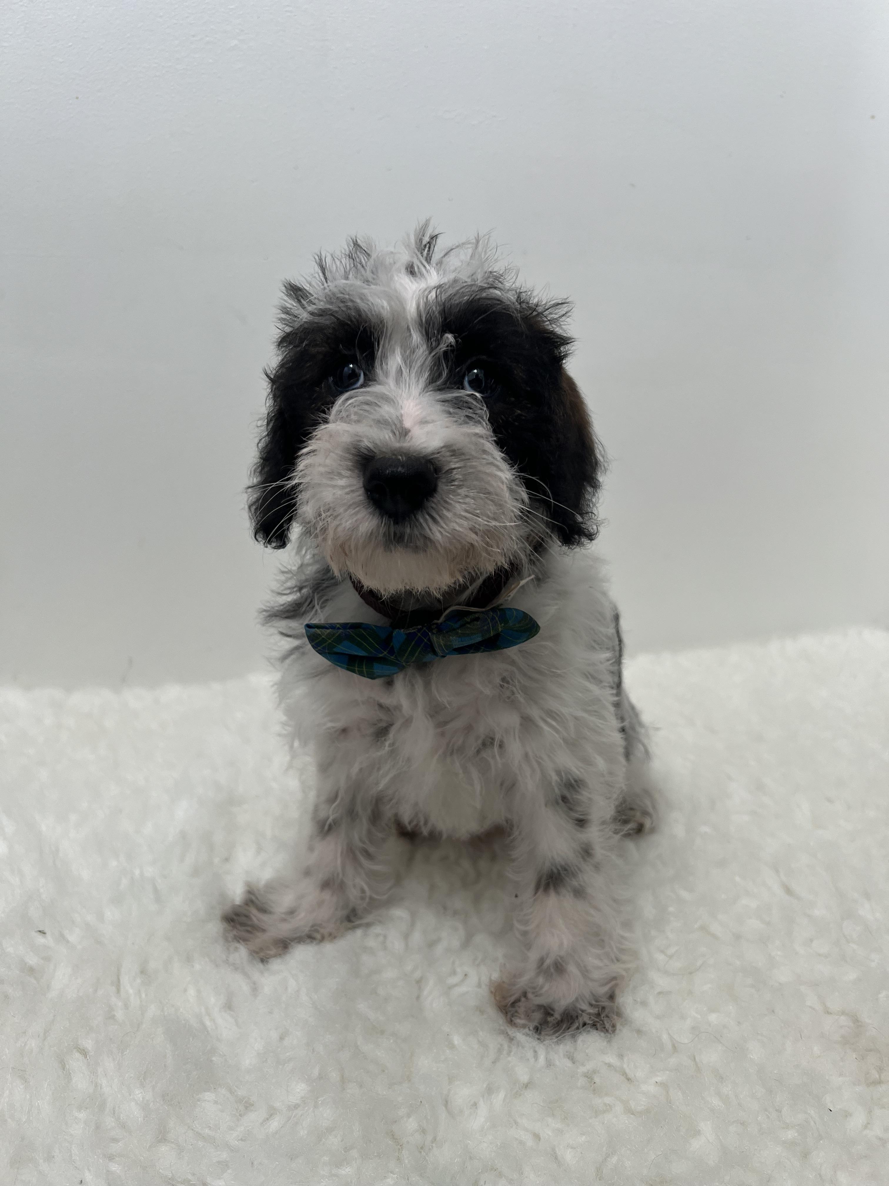 Spots, an adoptable Schnoodle in Wrightstown, NJ, 08562 | Photo Image 5