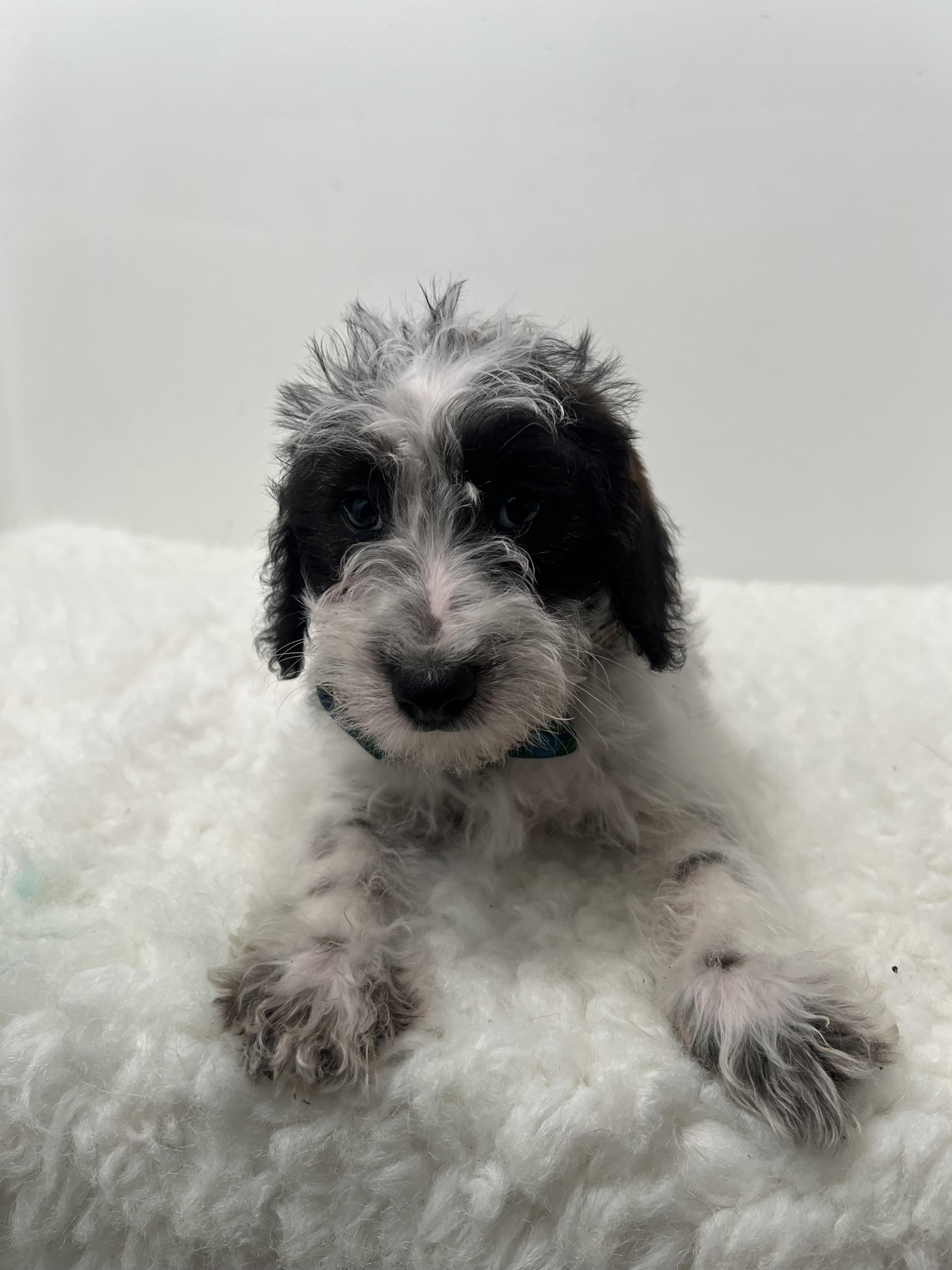 Spots, an adoptable Schnoodle in Wrightstown, NJ, 08562 | Photo Image 2