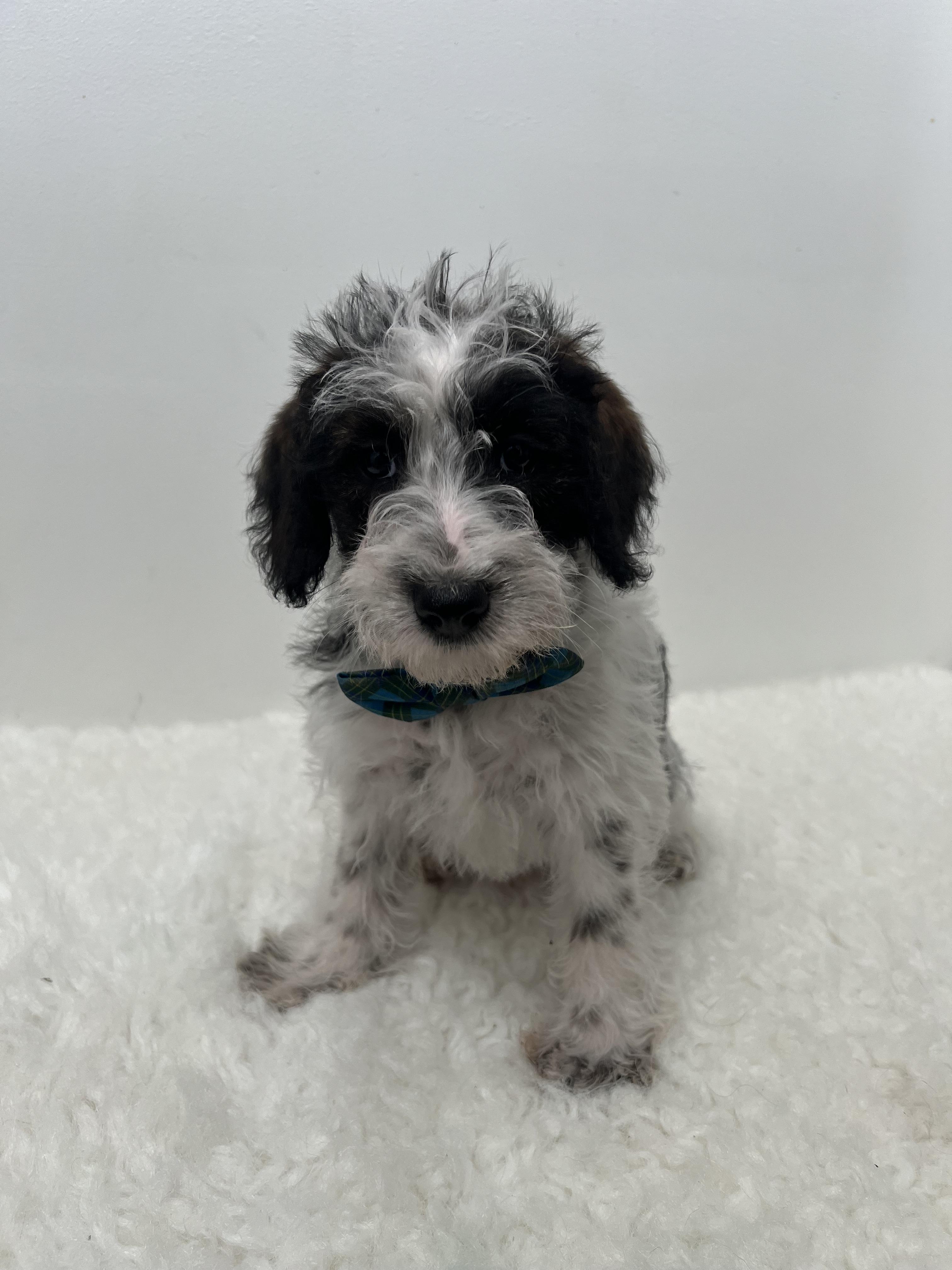 Spots, an adoptable Schnoodle in Wrightstown, NJ, 08562 | Photo Image 4