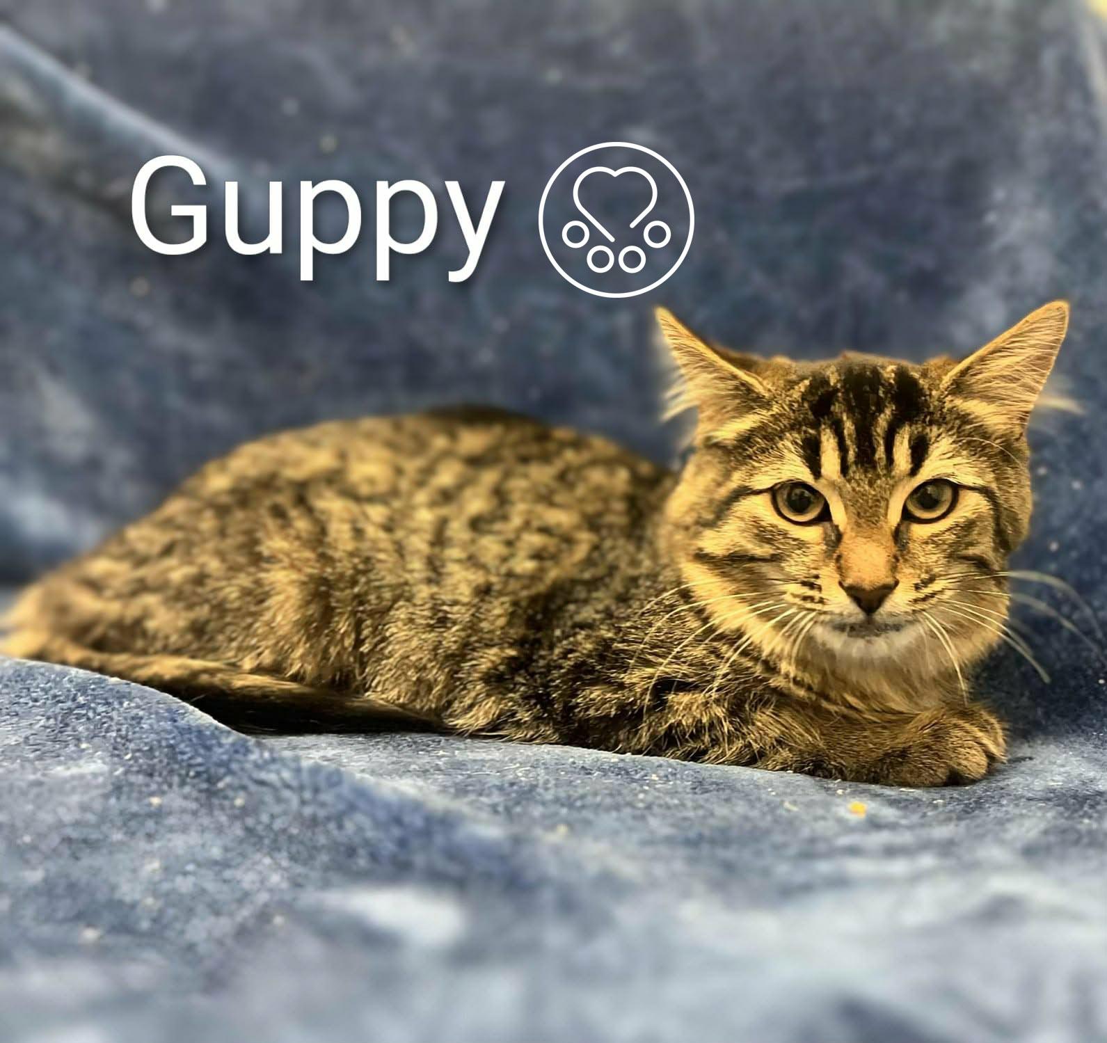 Enlarge Guppy, a Adoptable Domestic Short Hair in Anjou, QC image 1/1