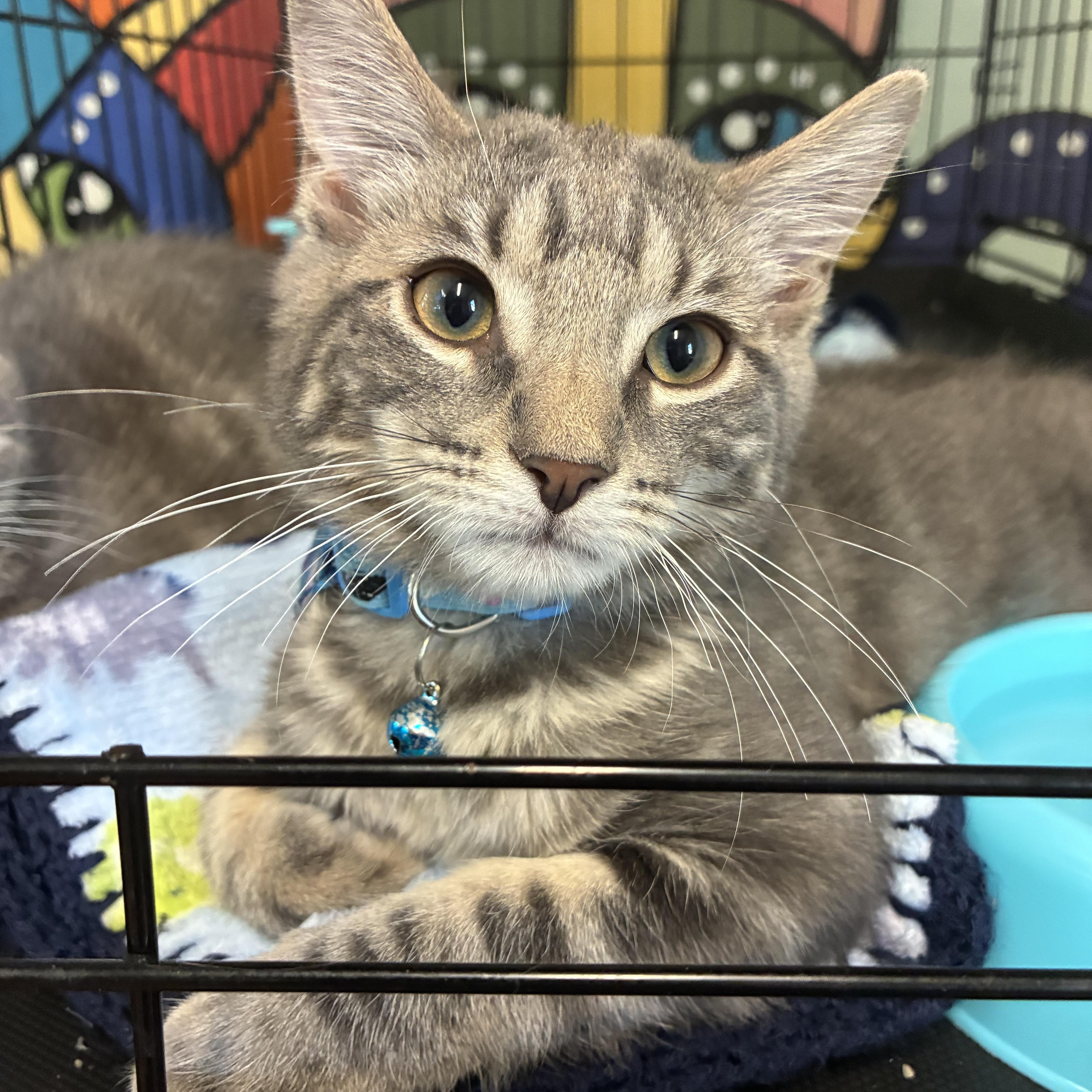 Tubby, a ADOPTABLE Domestic Medium Hair in Breinigsville, PA image 3/3
