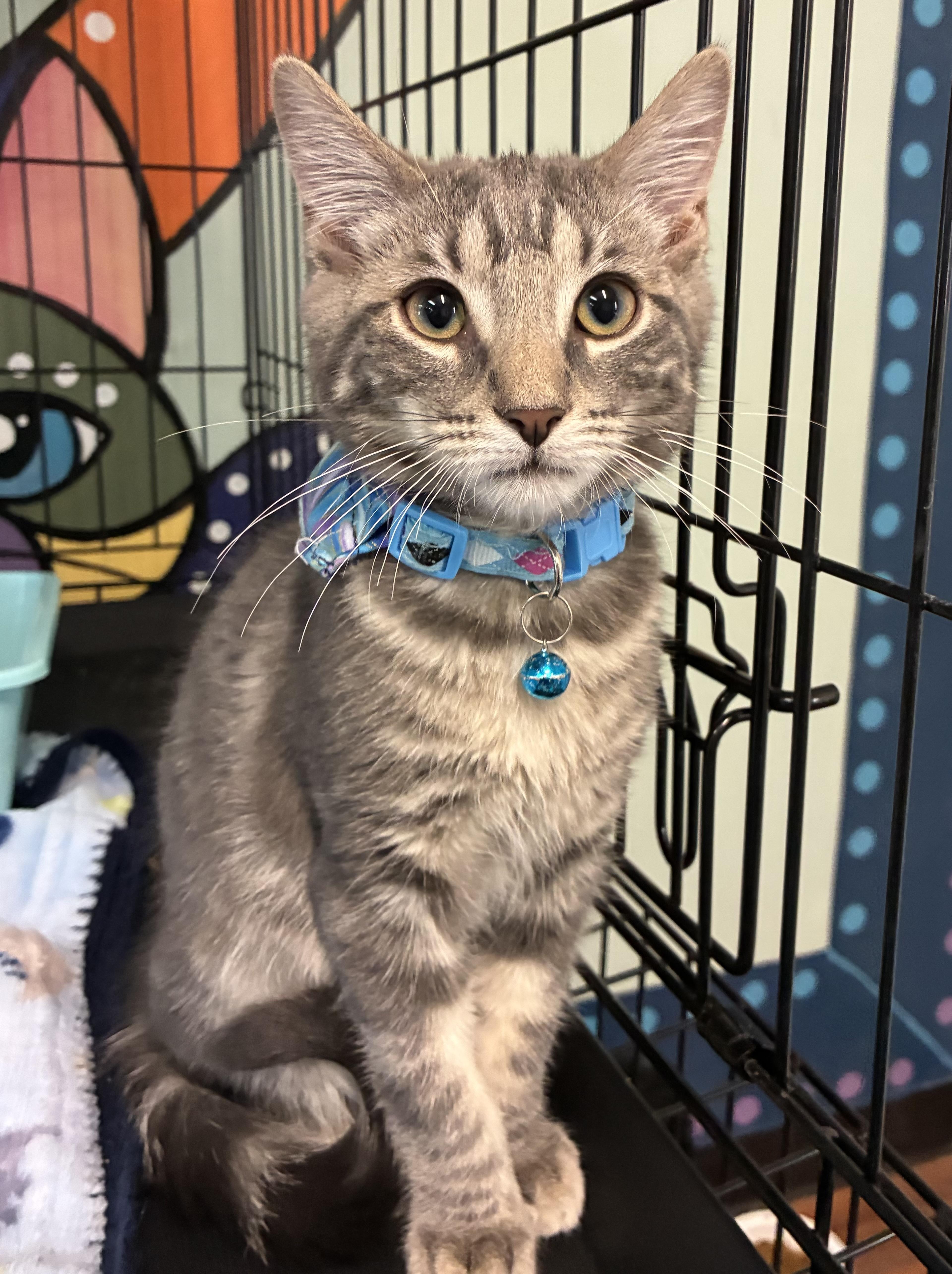 Tubby, a ADOPTABLE Domestic Medium Hair in Breinigsville, PA image 1/3