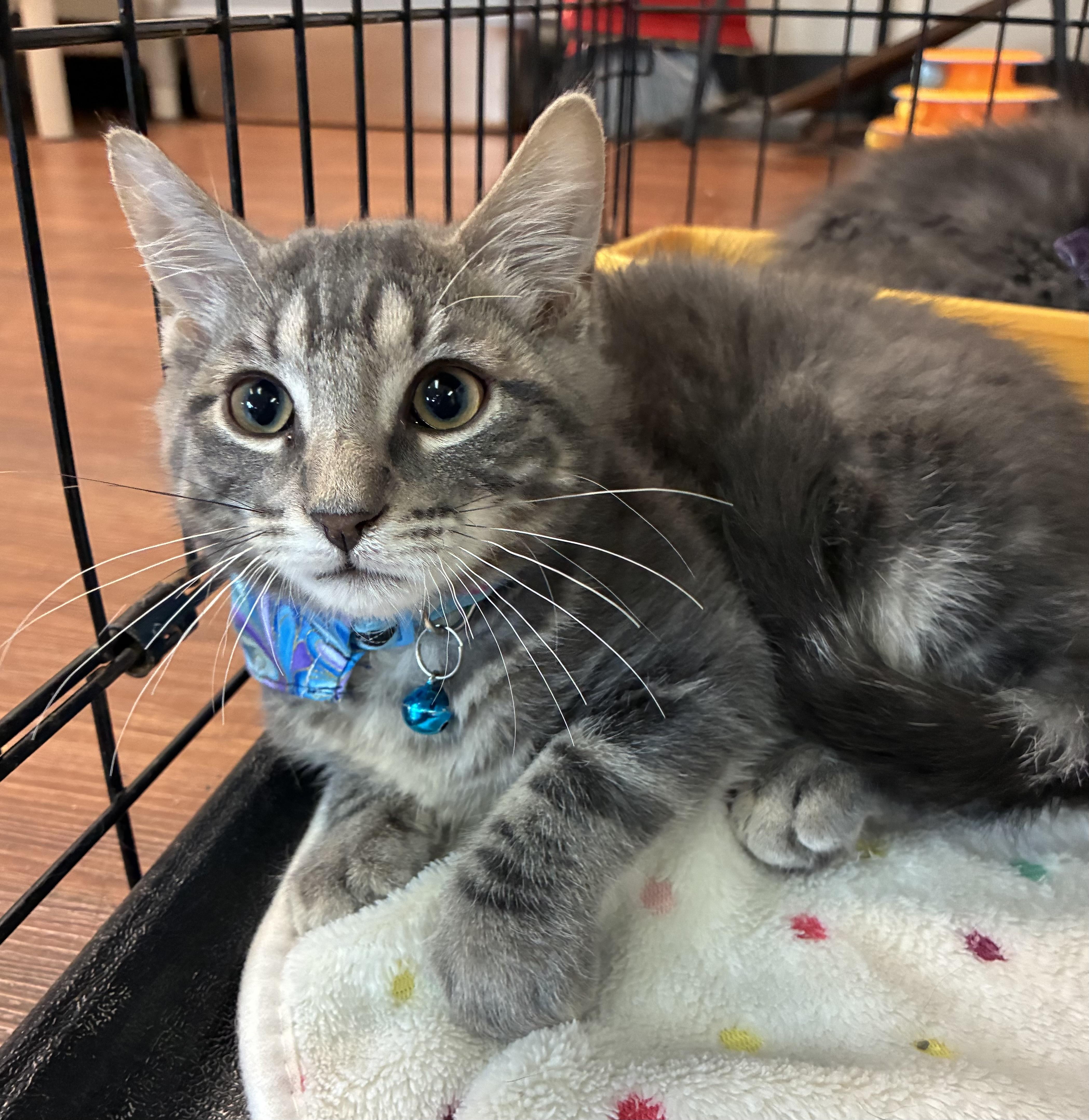 Enlarge Tubby, a ADOPTABLE Domestic Medium Hair in Breinigsville, PA image 1/1