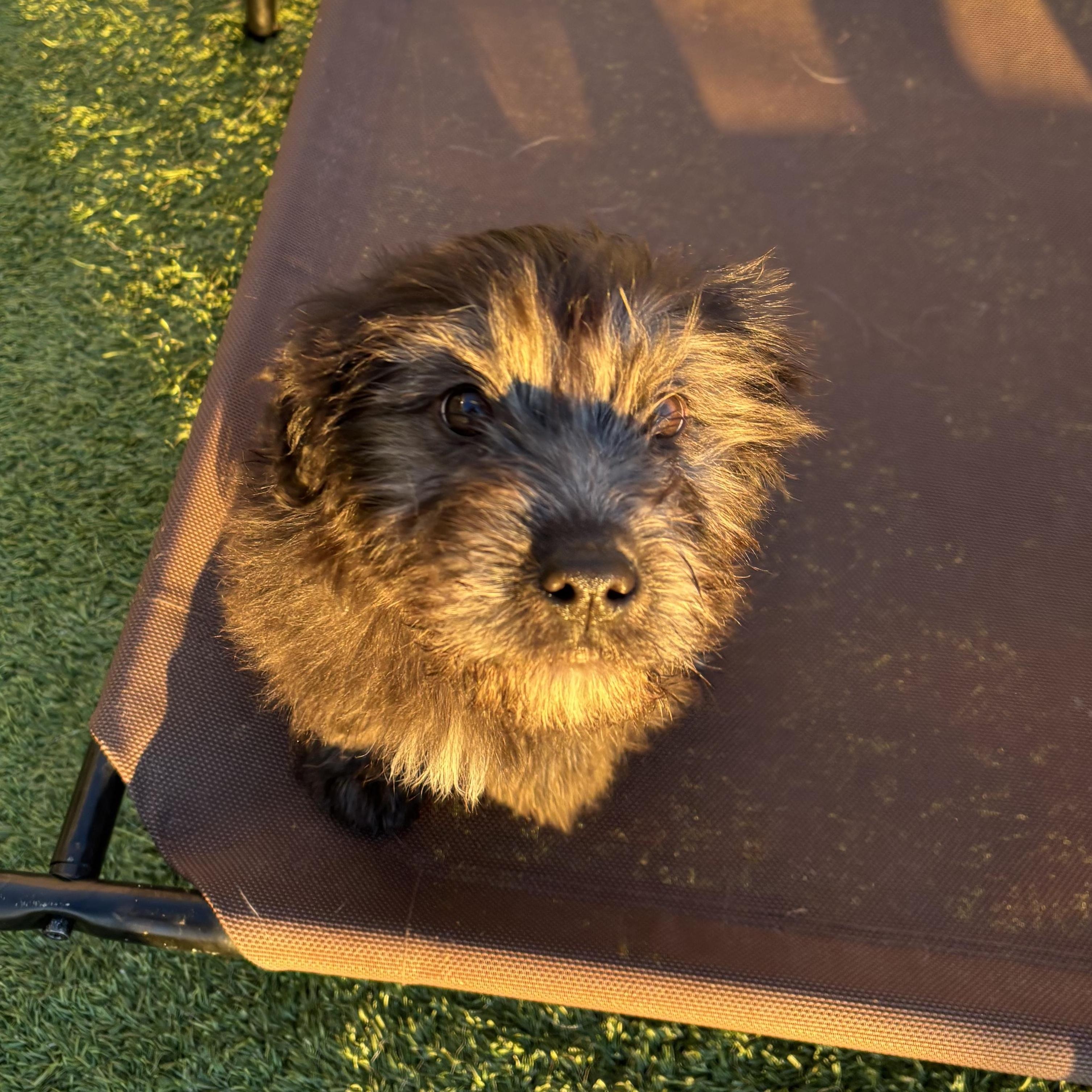 Enlarge Dusty Rose, an adopted mixed breed in Liberty, MO image 3/3