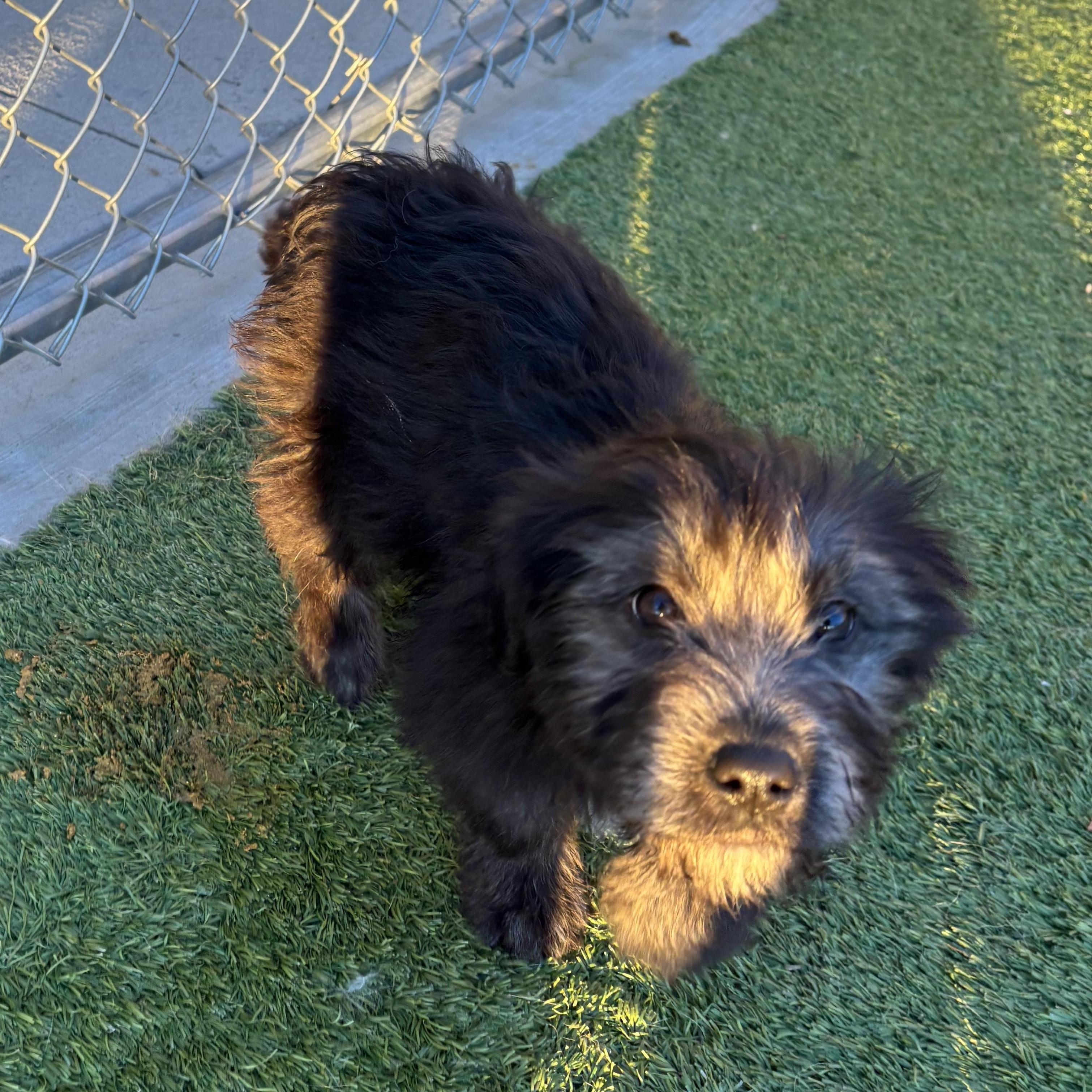 Enlarge Dusty Rose, an adopted mixed breed in Liberty, MO image 2/3