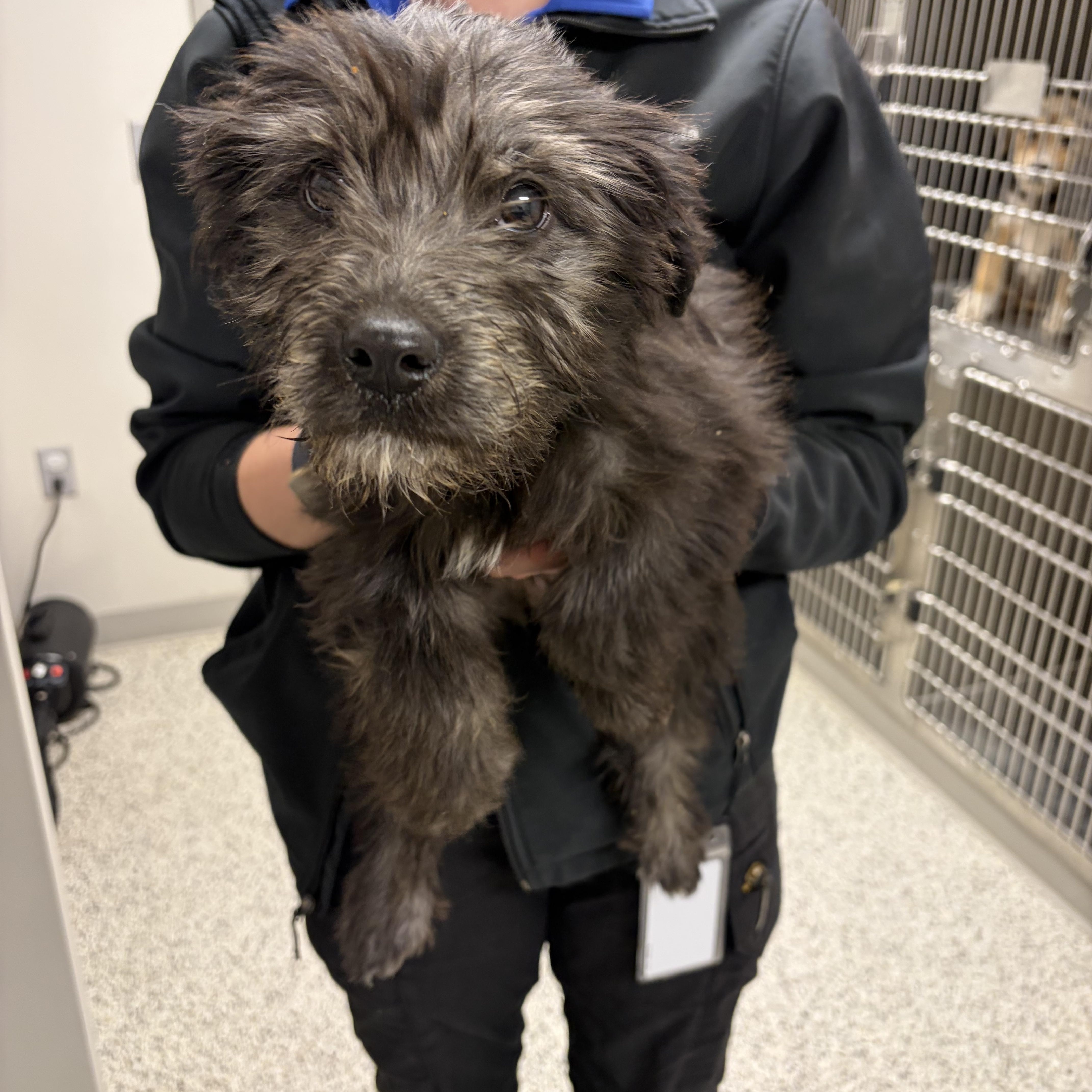 Dusty Rose, adopted, Puppy Female Airedale Terrier.