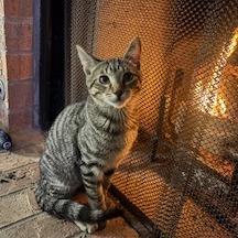 Carter, Adoptable, Kitten Male Domestic Short Hair.