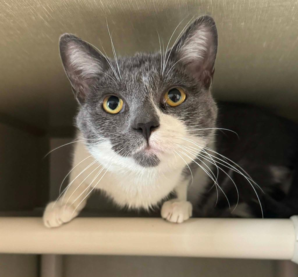 Enlarge Ramen Noodle, a Adoptable mixed breed in Marion, OH image 1/1