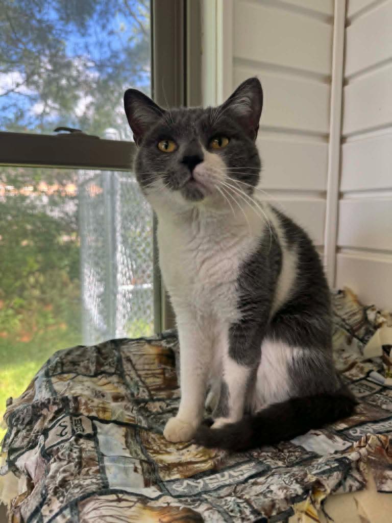 Enlarge Ramen Noodle, a Adoptable mixed breed in Marion, OH image 2/2