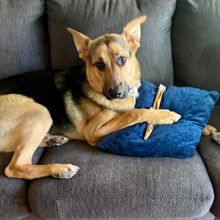 Leon, a Adoptable mixed breed in San Francisco, CA image 1/6