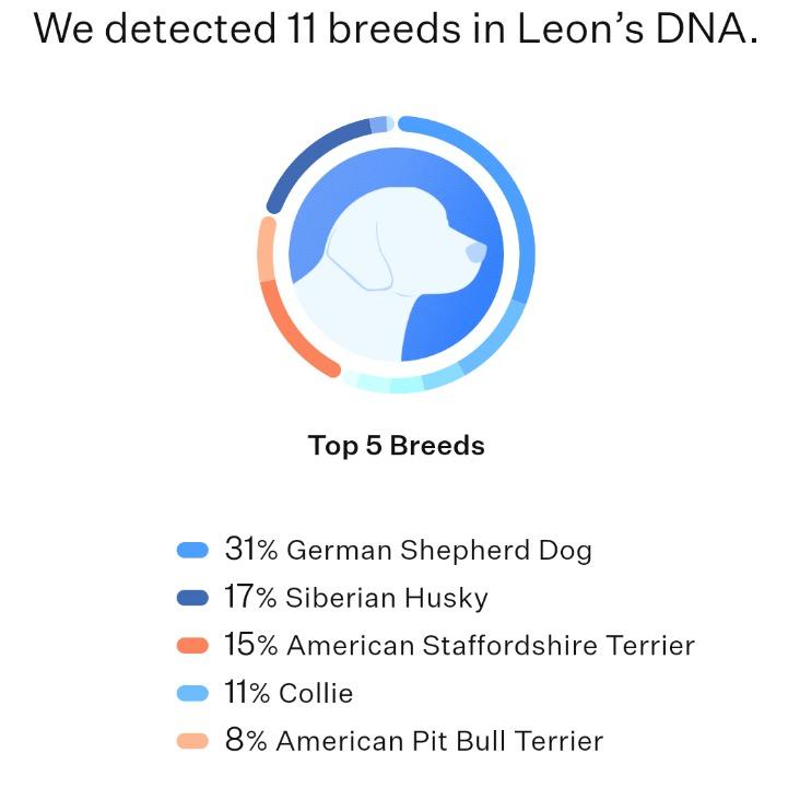 Leon, a Adoptable mixed breed in San Francisco, CA image 2/6