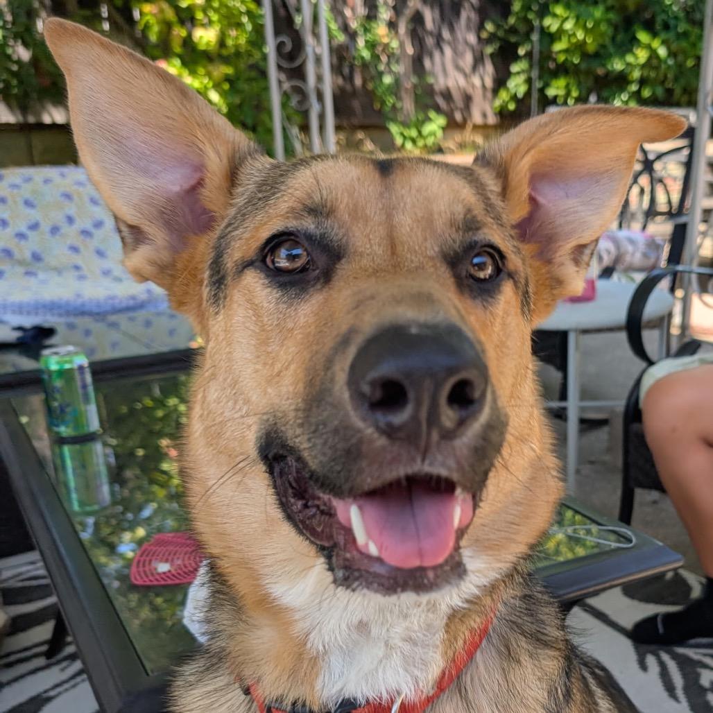 Leon, a Adoptable mixed breed in San Francisco, CA image 3/6