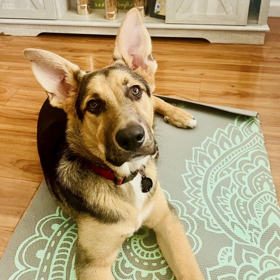 Leon, a Adoptable mixed breed in San Francisco, CA image 4/6