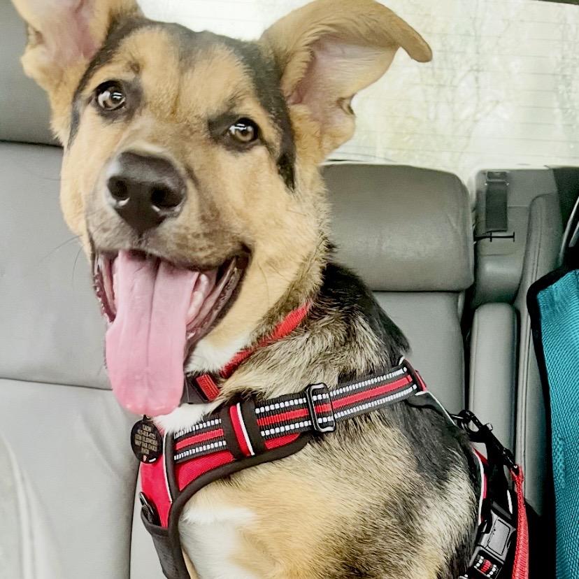 Leon, a Adoptable mixed breed in San Francisco, CA image 5/6