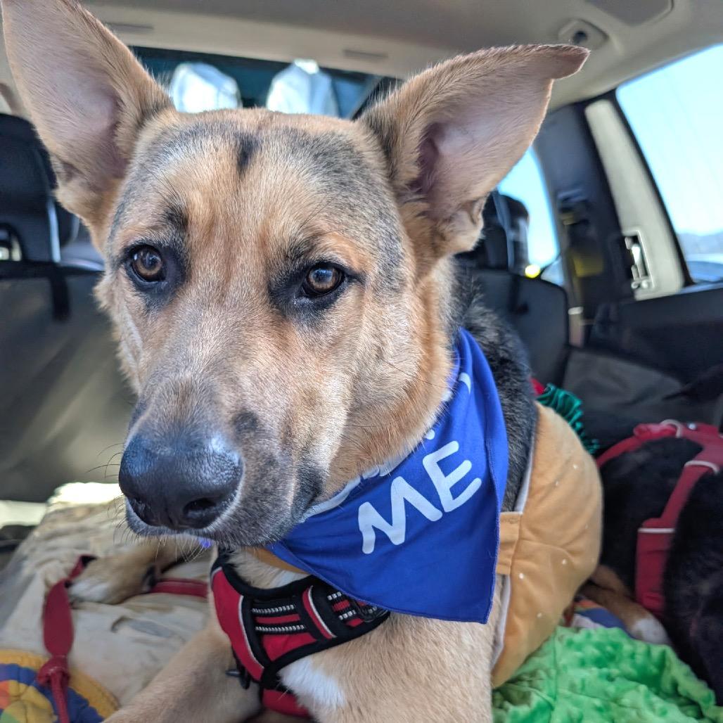 Leon, a Adoptable mixed breed in San Francisco, CA image 6/6