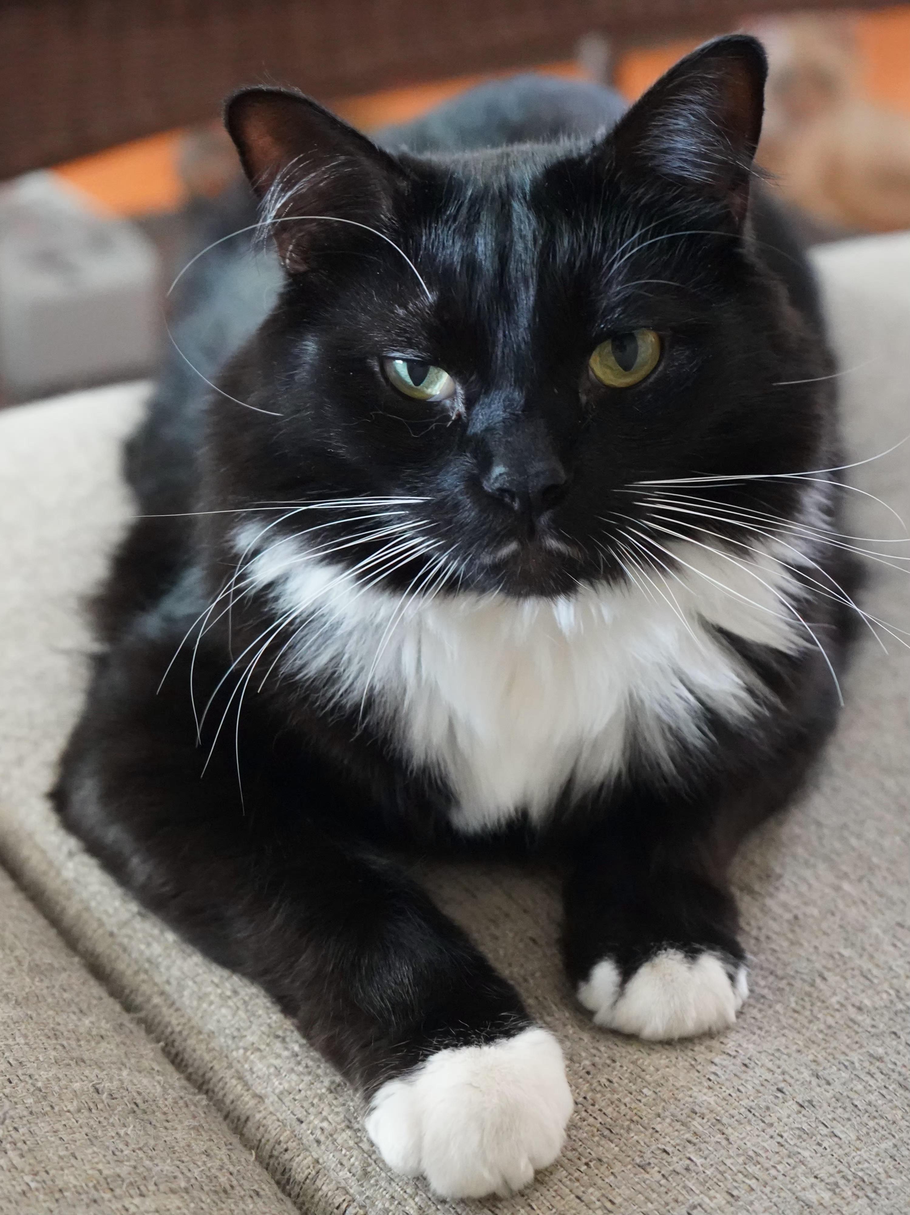 :::Wisdom:::, an adopted mixed breed in Yorba Linda, CA image 4/5