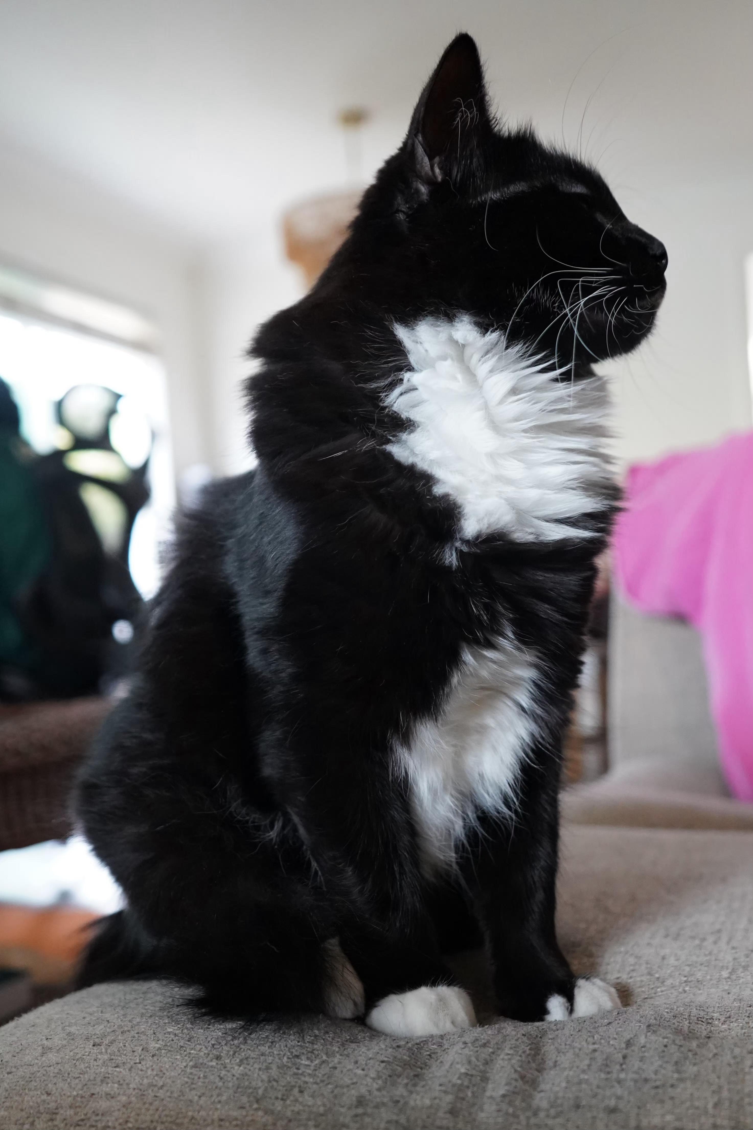 :::Wisdom:::, an adopted mixed breed in Yorba Linda, CA image 5/5