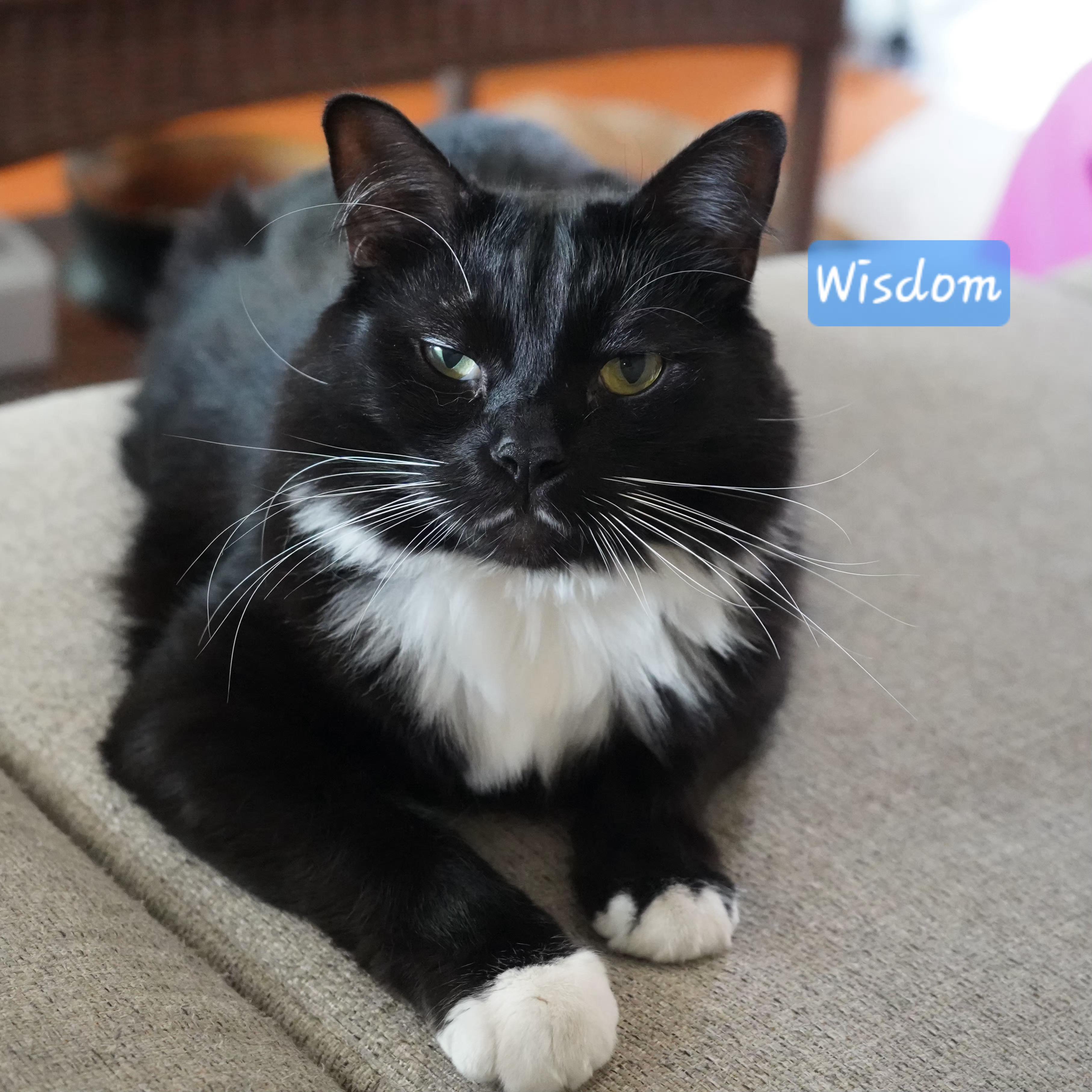 :::Wisdom:::, an adopted mixed breed in Yorba Linda, CA image 1/5