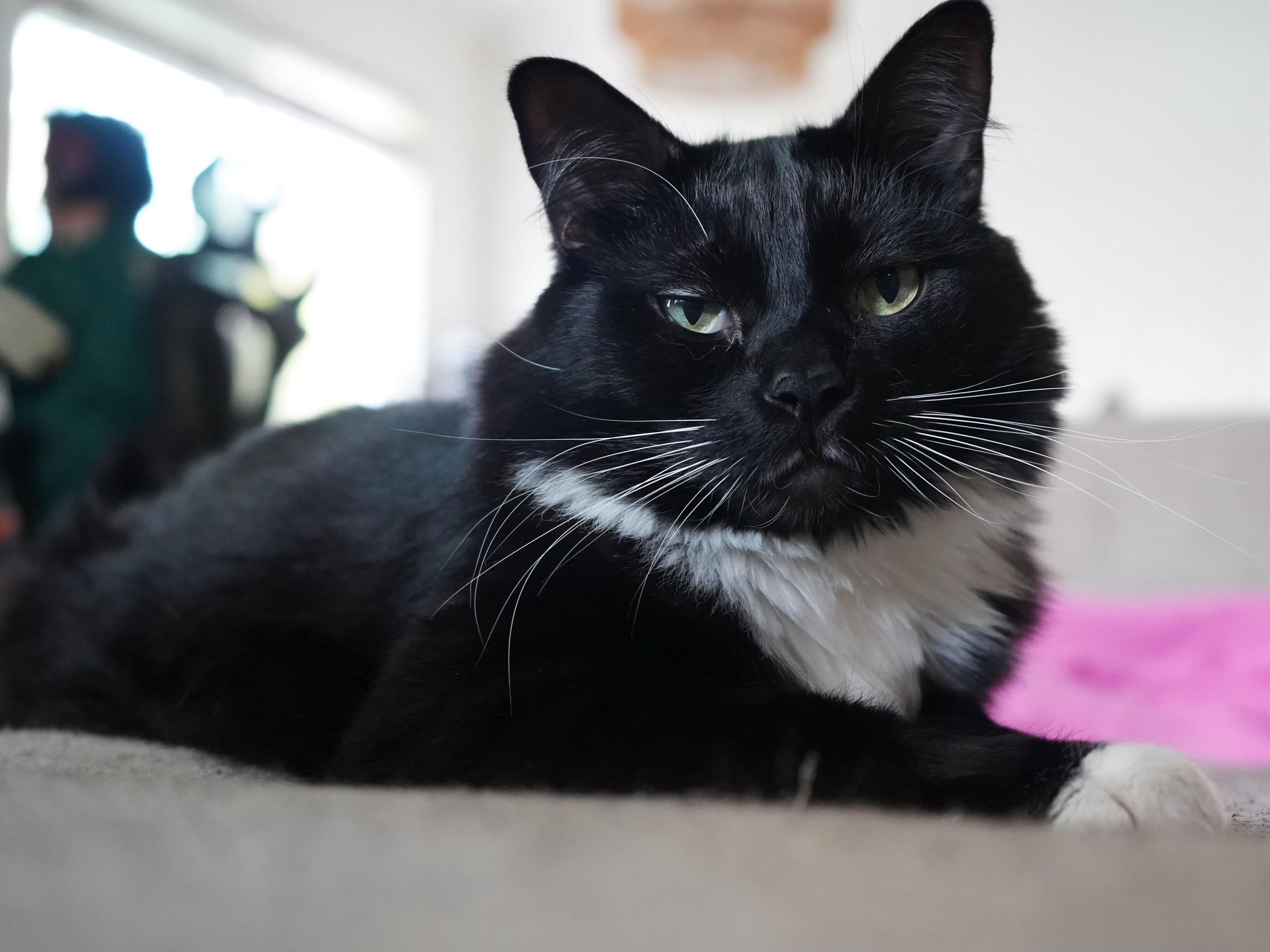 :::Wisdom:::, an adopted mixed breed in Yorba Linda, CA image 2/5