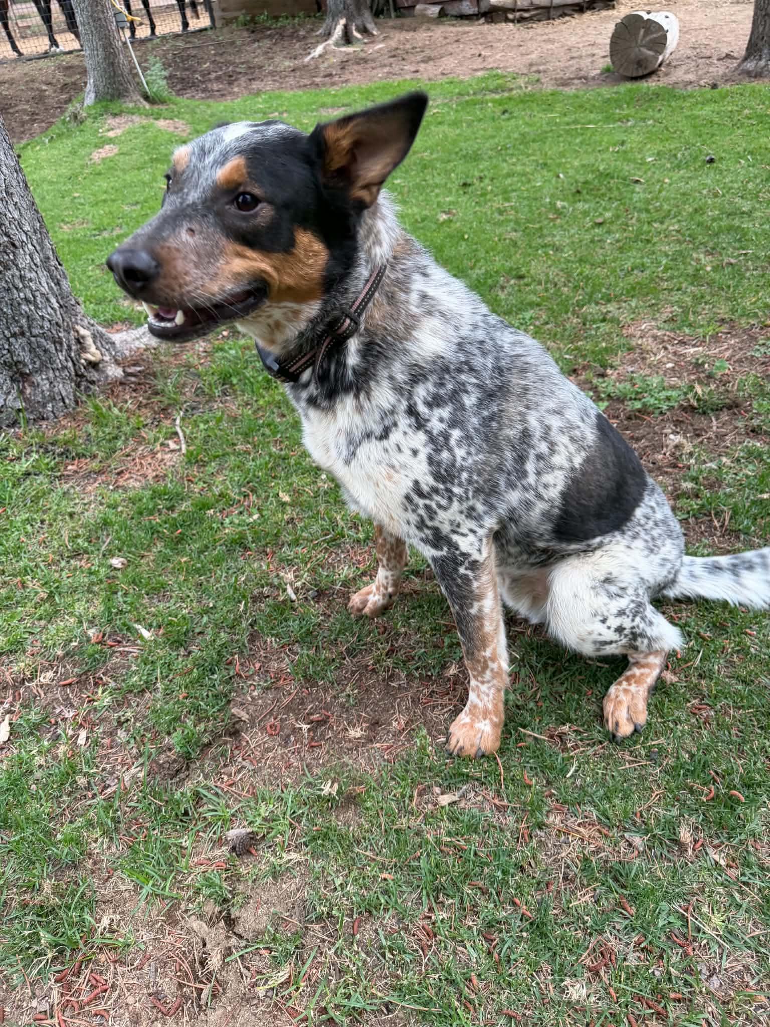 Comet, a ADOPTABLE Australian Cattle Dog / Blue Heeler in Bend, OR image 1/2