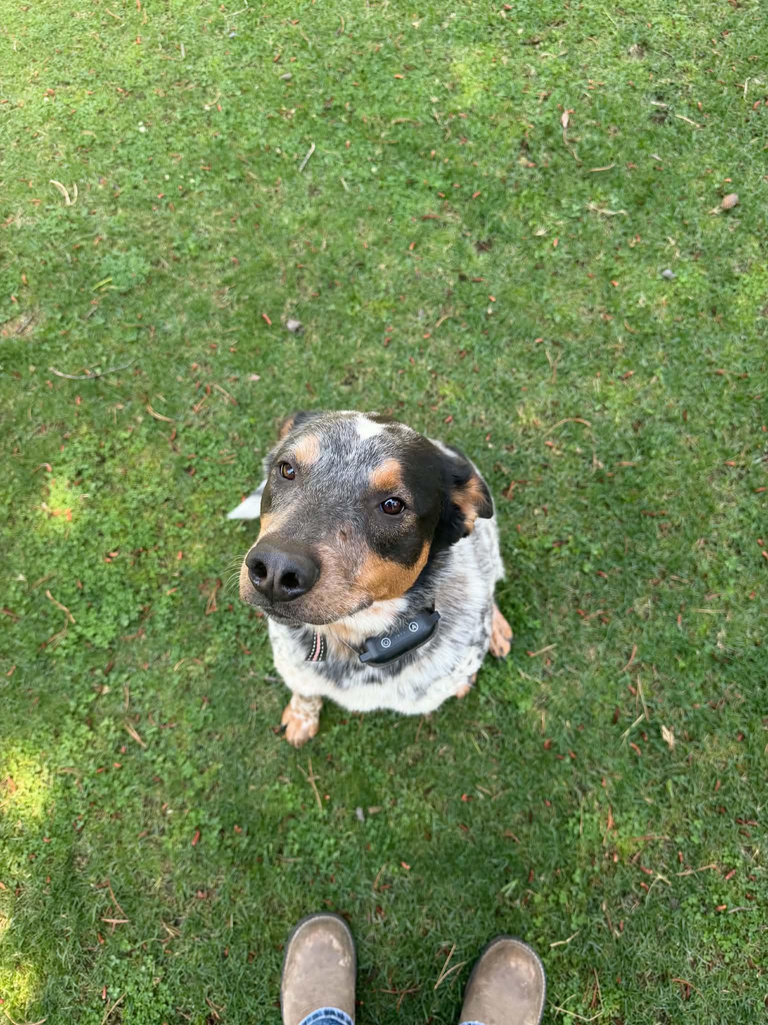 Comet, a ADOPTABLE Australian Cattle Dog / Blue Heeler in Bend, OR image 2/2
