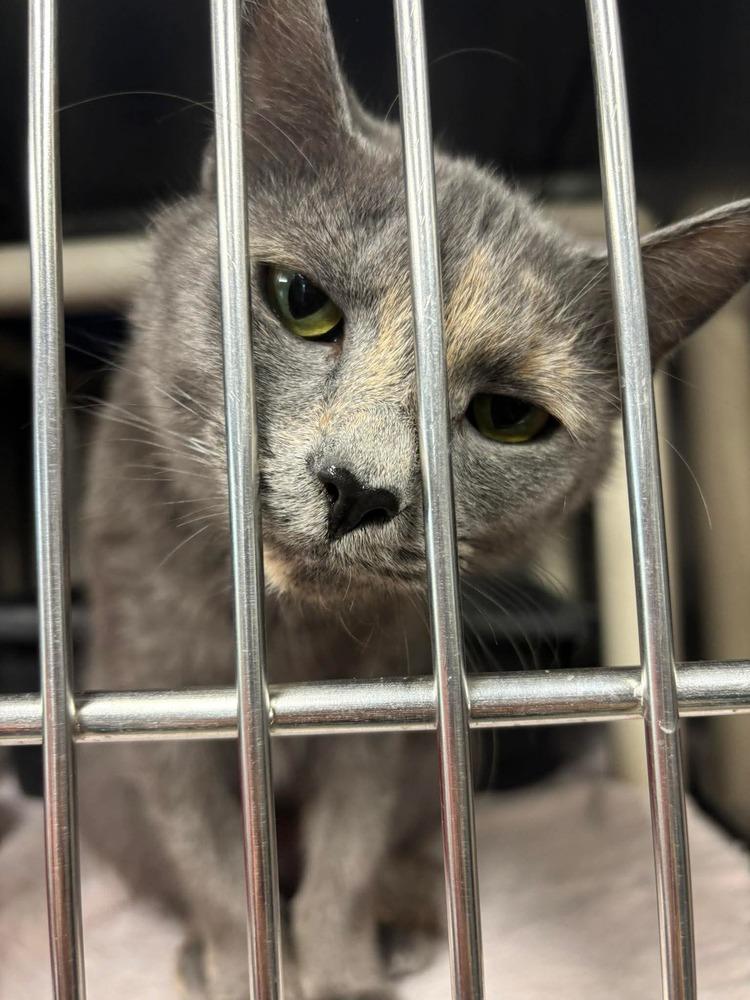 Enlarge Rose, a Adoptable Domestic Short Hair in Clarksville, TN image 1/4