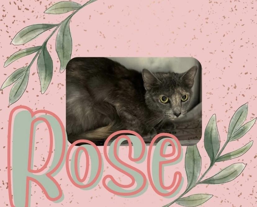 Enlarge Rose, a Adoptable Domestic Short Hair in Clarksville, TN image 2/4