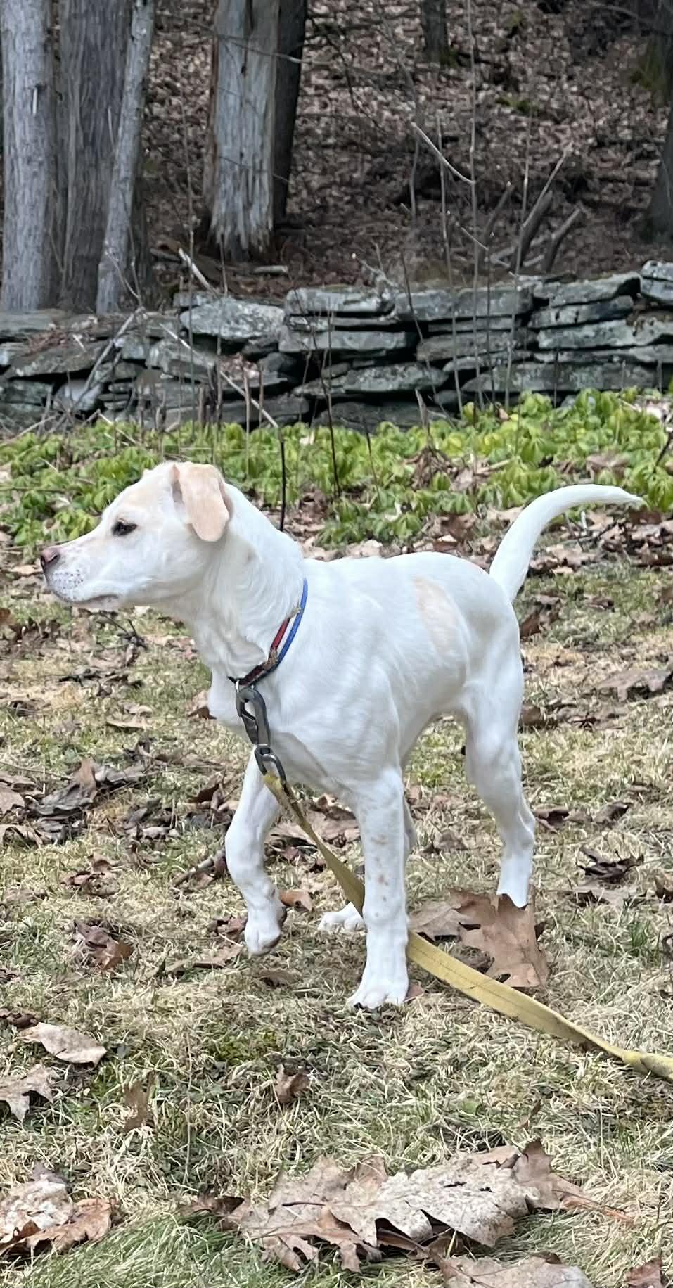 Enlarge Jessie, a ADOPTABLE mixed breed in Berwick, ME image 1/5