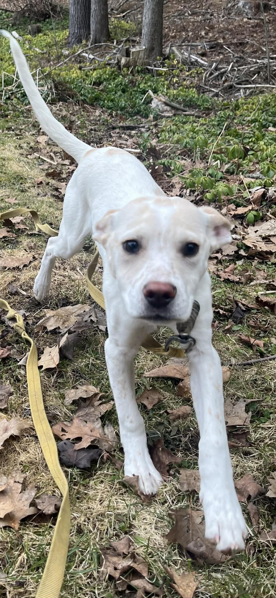 Enlarge Jessie, a ADOPTABLE mixed breed in Berwick, ME image 3/5