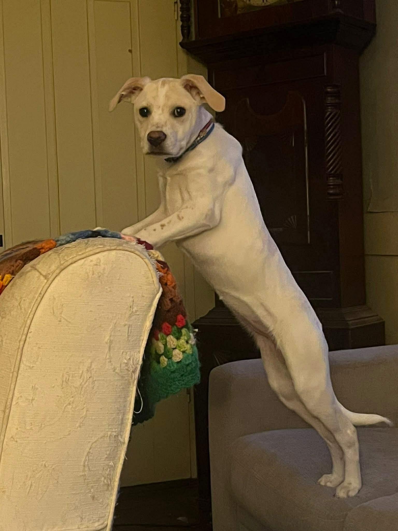 Enlarge Jessie, a ADOPTABLE mixed breed in Berwick, ME image 2/5