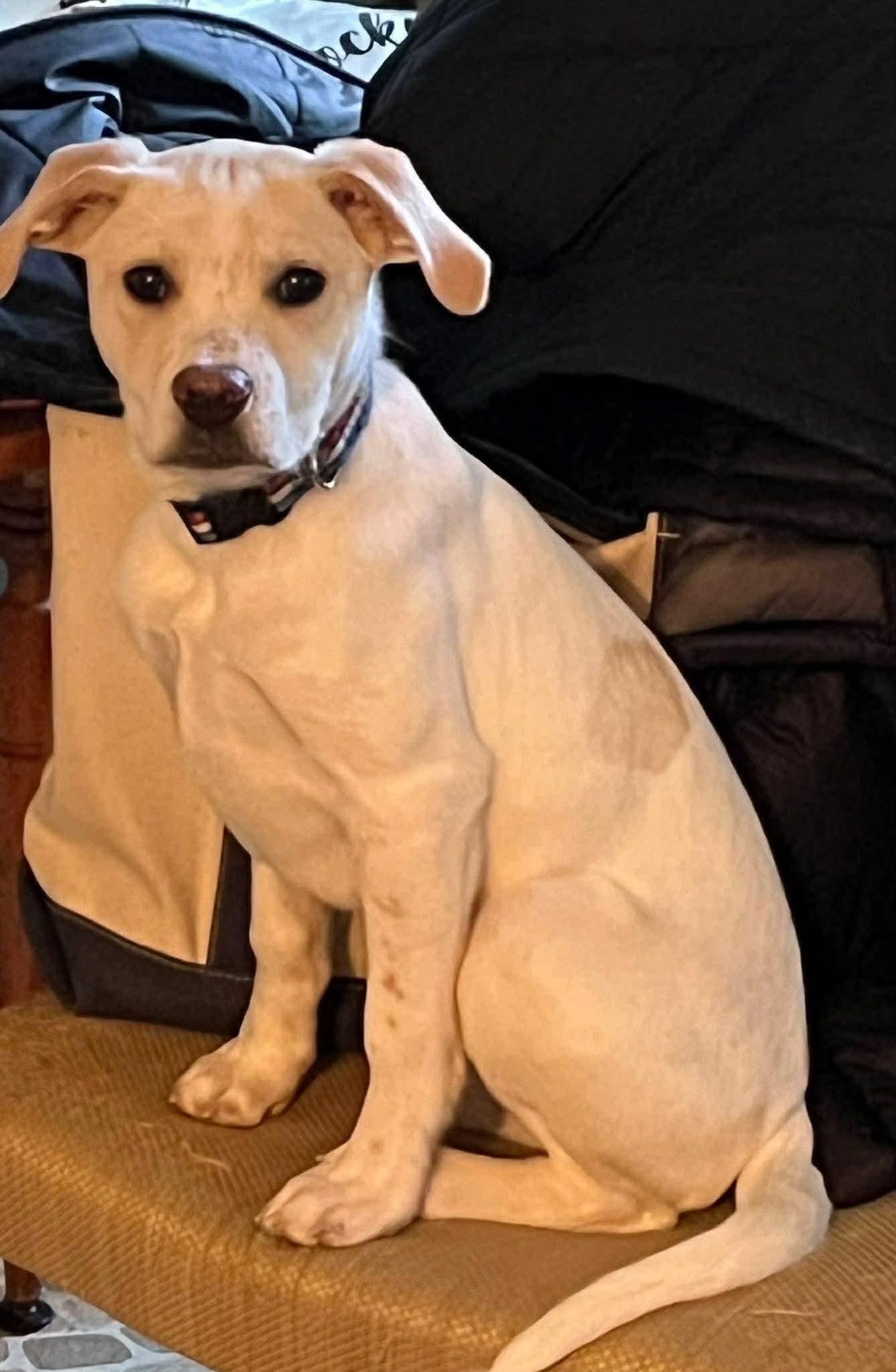 Enlarge Jessie, a ADOPTABLE mixed breed in Berwick, ME image 4/5