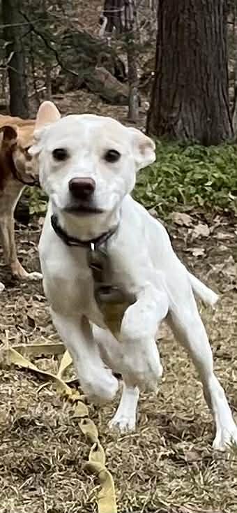 Enlarge Jessie, a ADOPTABLE mixed breed in Berwick, ME image 5/5