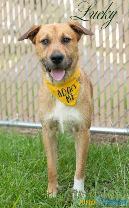 Enlarge Lucky, a Adoptable mixed breed in Fairhope, AL image 1/1