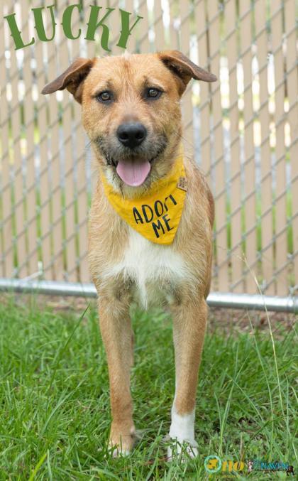 Enlarge Lucky, a Adoptable mixed breed in Fairhope, AL image 1/1