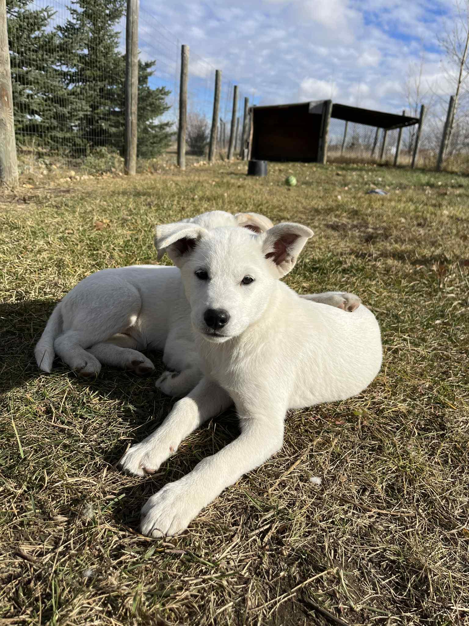 Enlarge Boo, a Adoptable mixed breed in Saskatoon, SK image 1/4