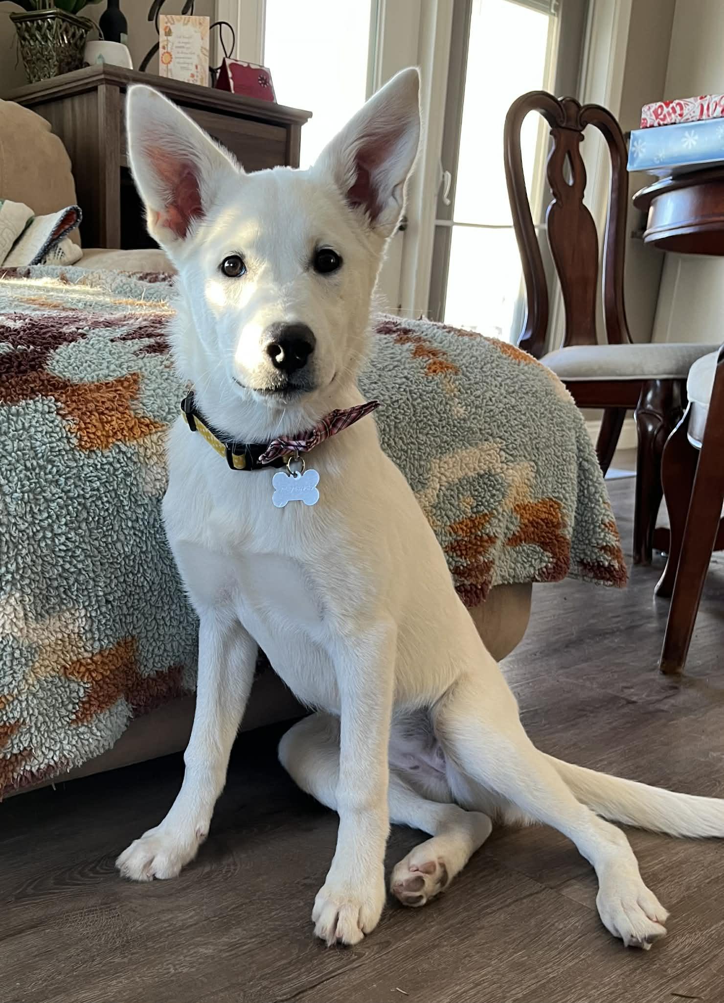 Peanut, Adoptable, Puppy Female Mixed Breed.