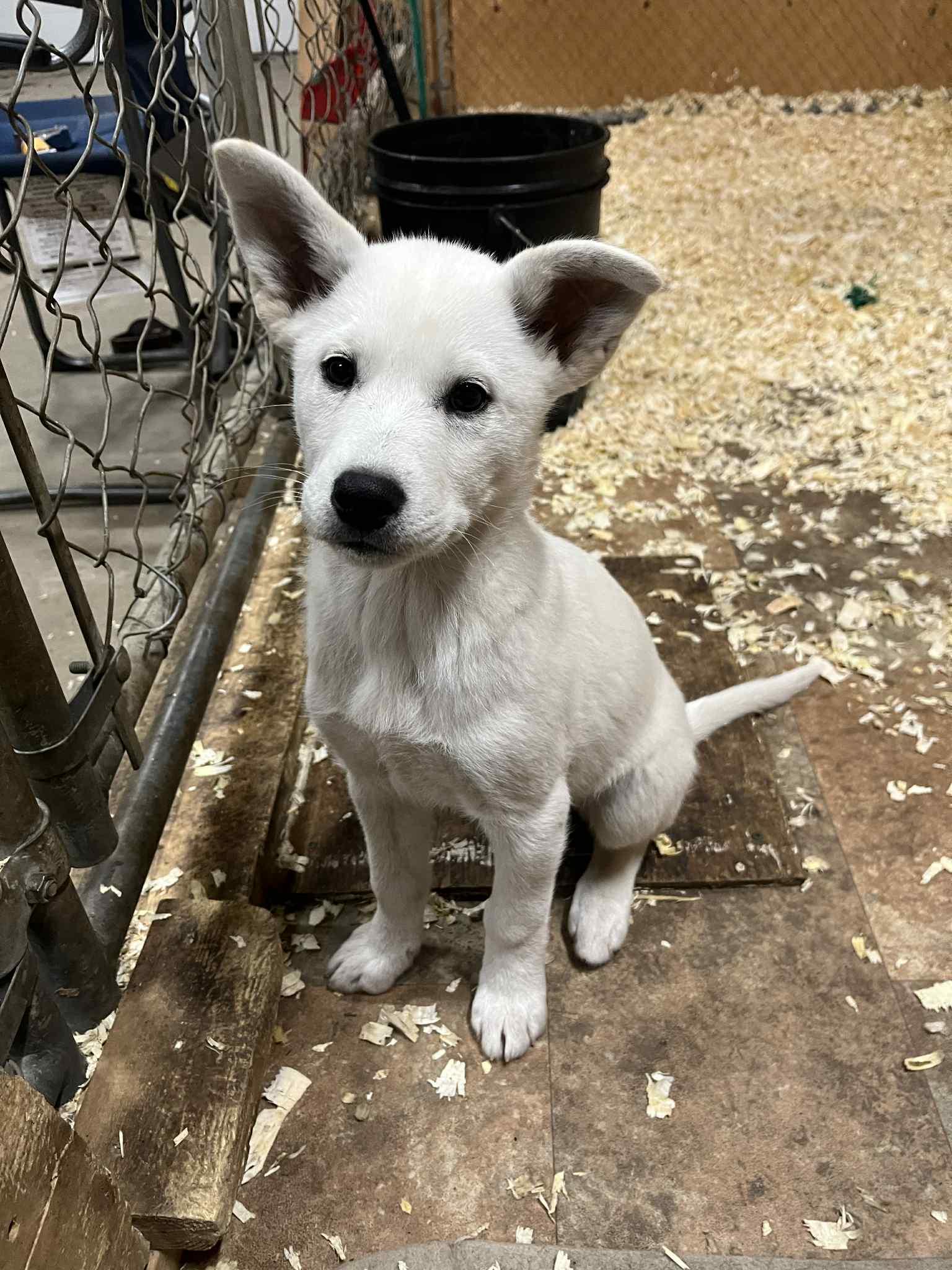 Enlarge Boo, a Adoptable mixed breed in Saskatoon, SK image 2/4