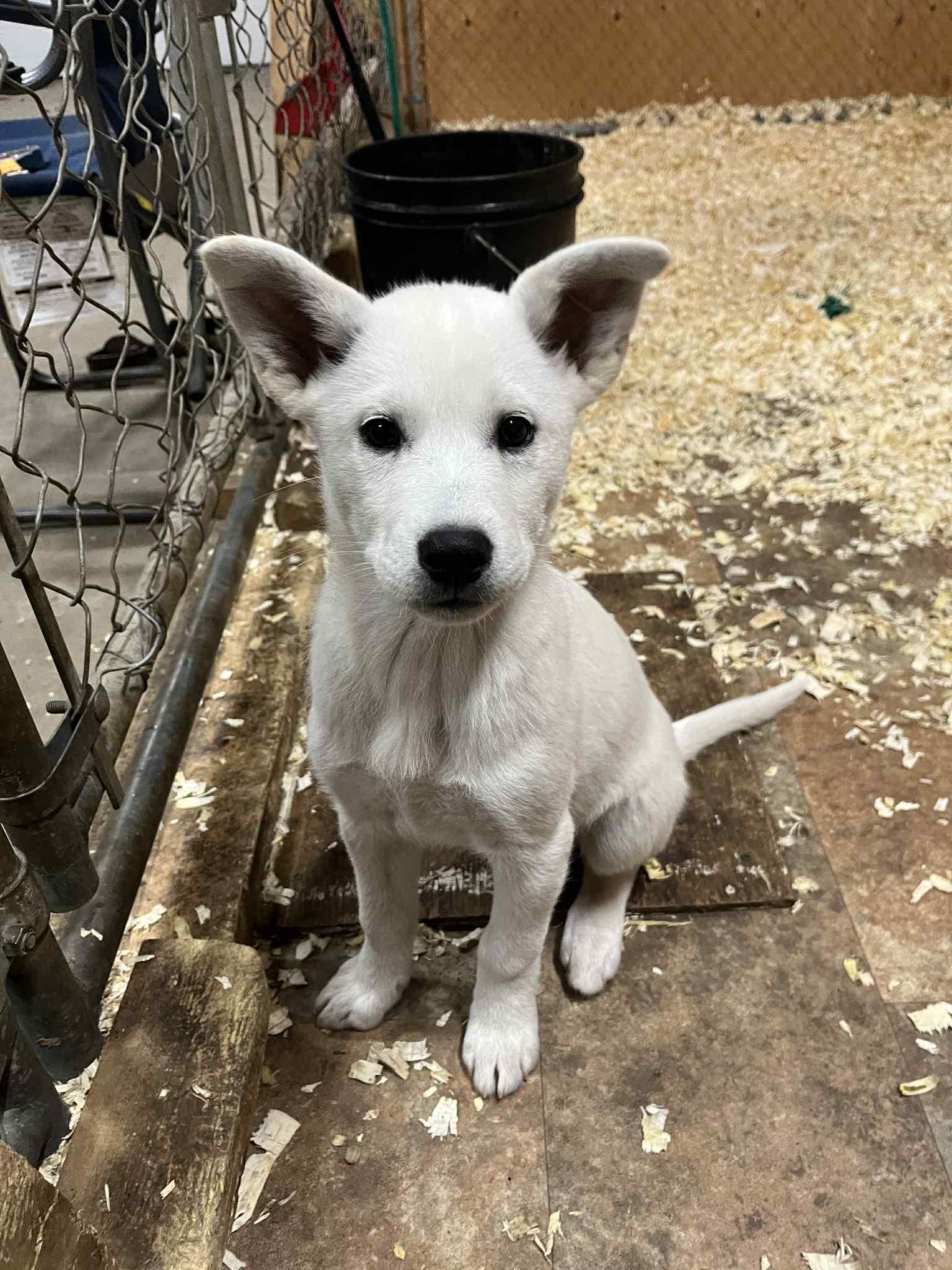 Enlarge Boo, a Adoptable mixed breed in Saskatoon, SK image 4/4